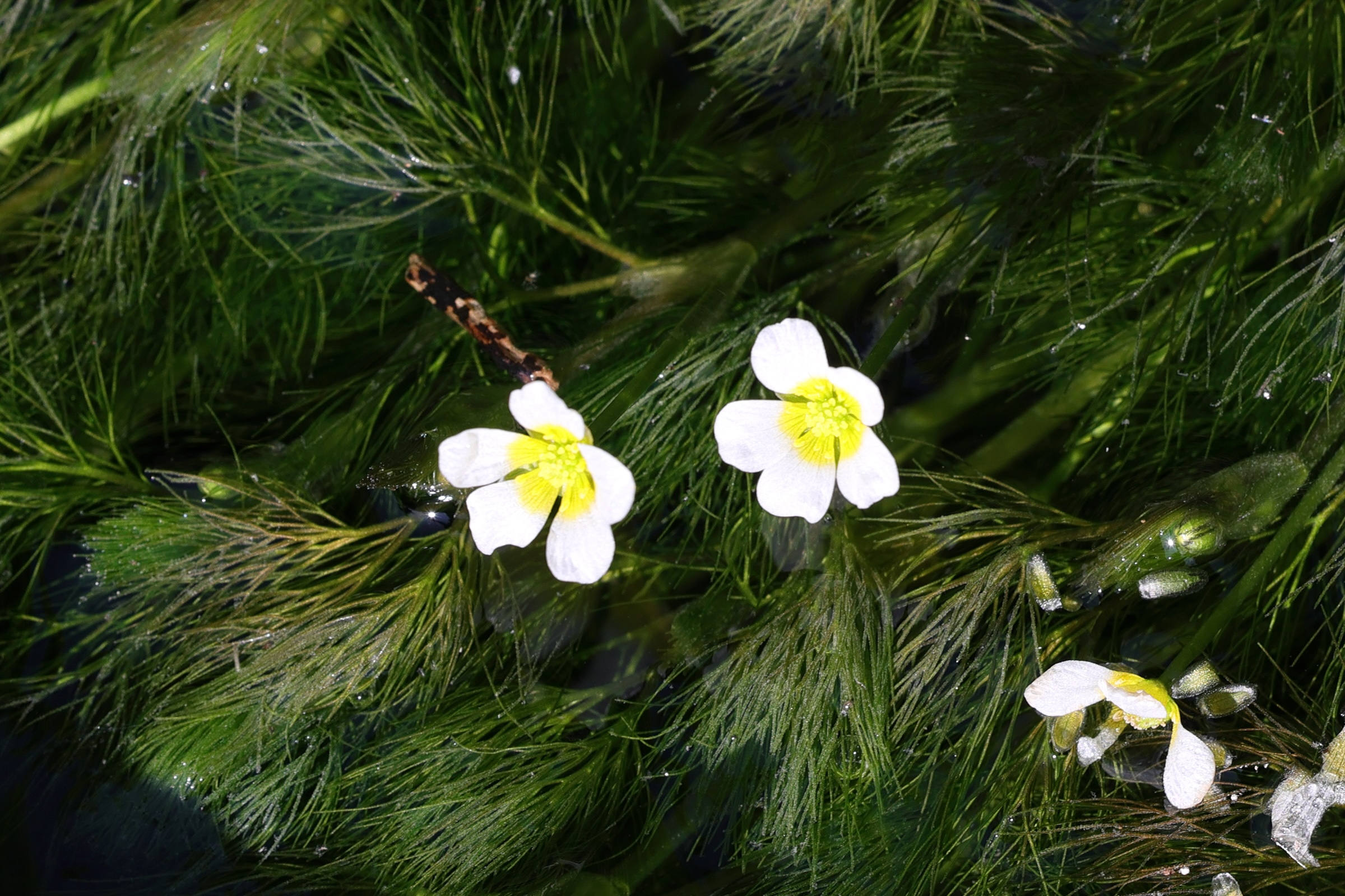 Afficher le média ranunculus_trichophyllus8md ranunculus_trichophyllus8md