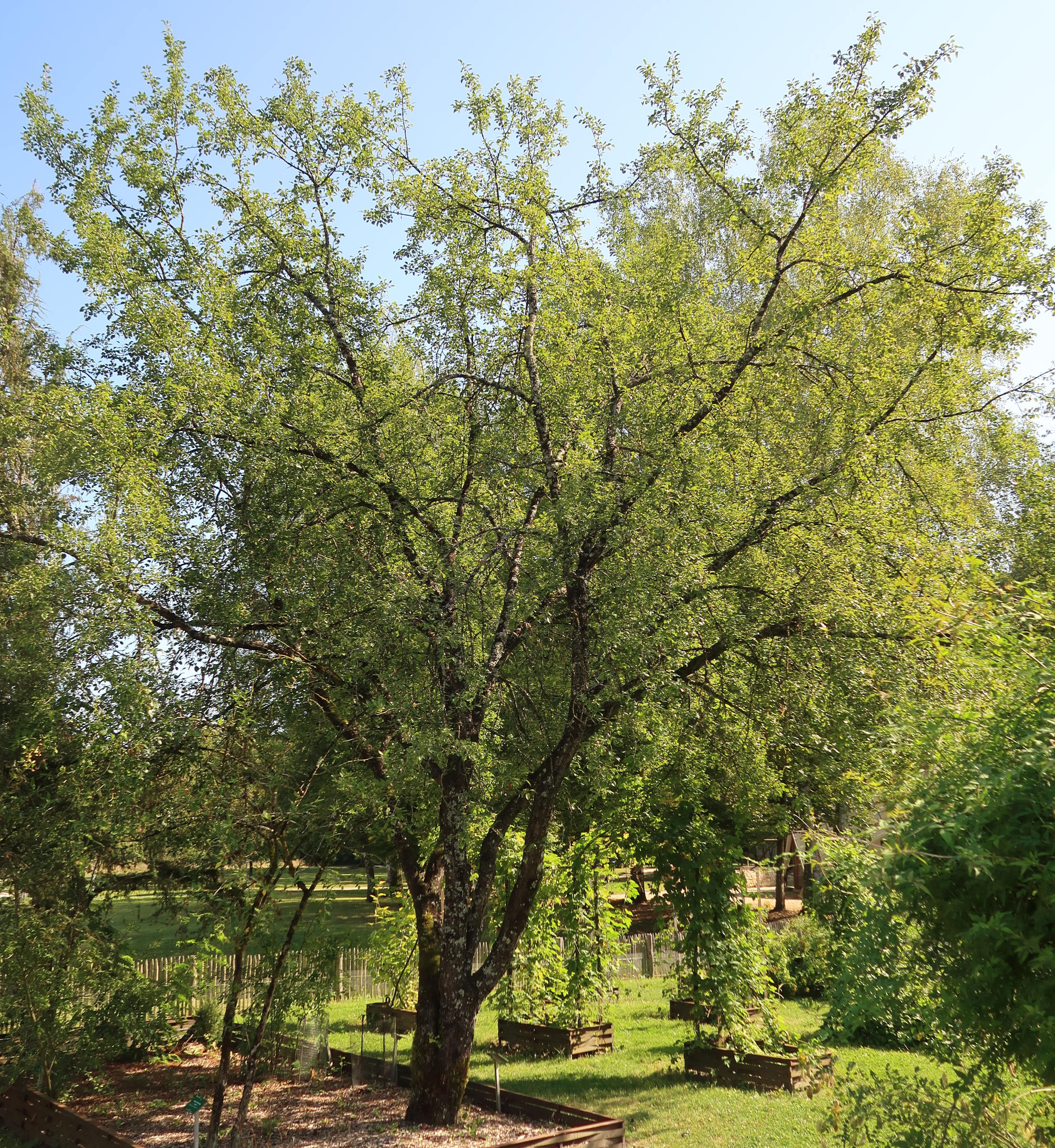 Afficher le média rhamnus_cathartica1md rhamnus_cathartica1md