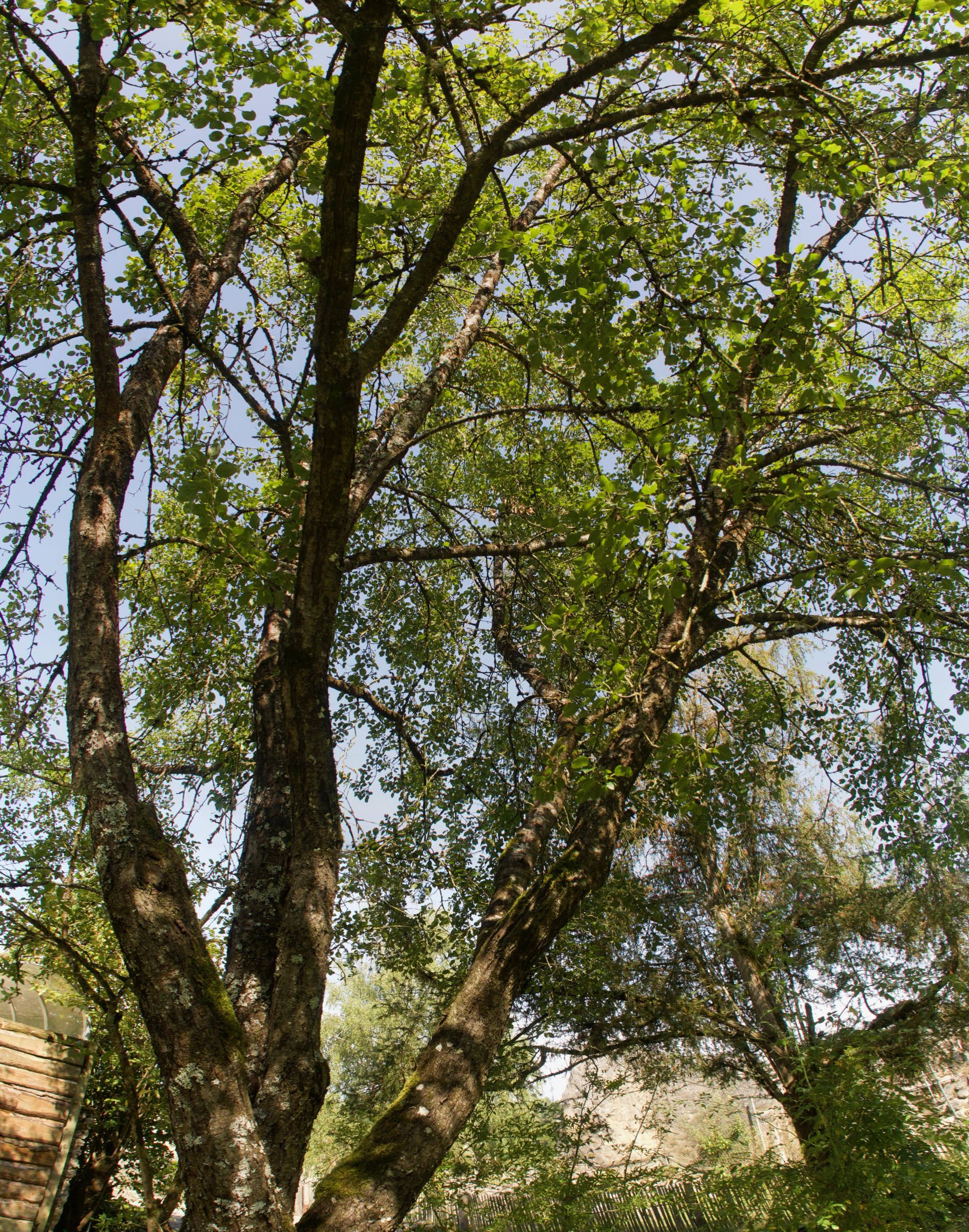 Afficher le média rhamnus_cathartica5md rhamnus_cathartica5md