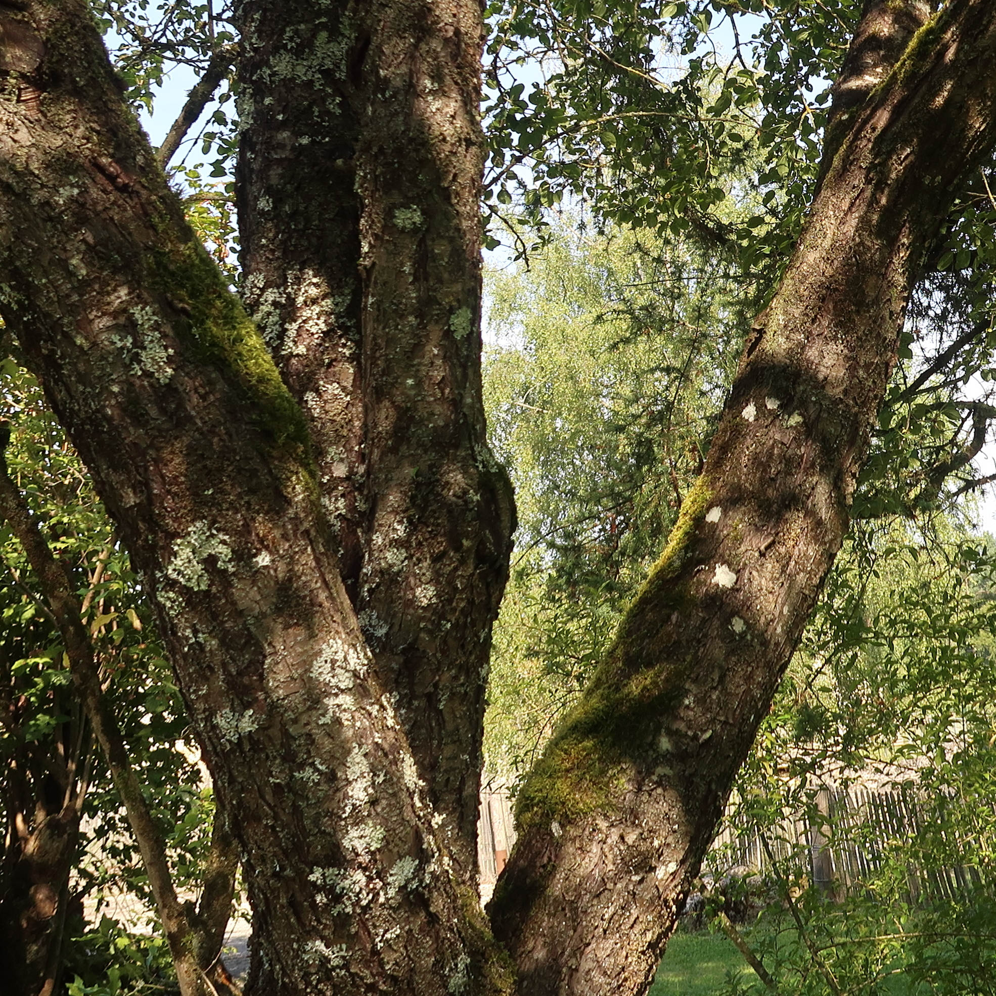 Afficher le média rhamnus_cathartica6md rhamnus_cathartica6md