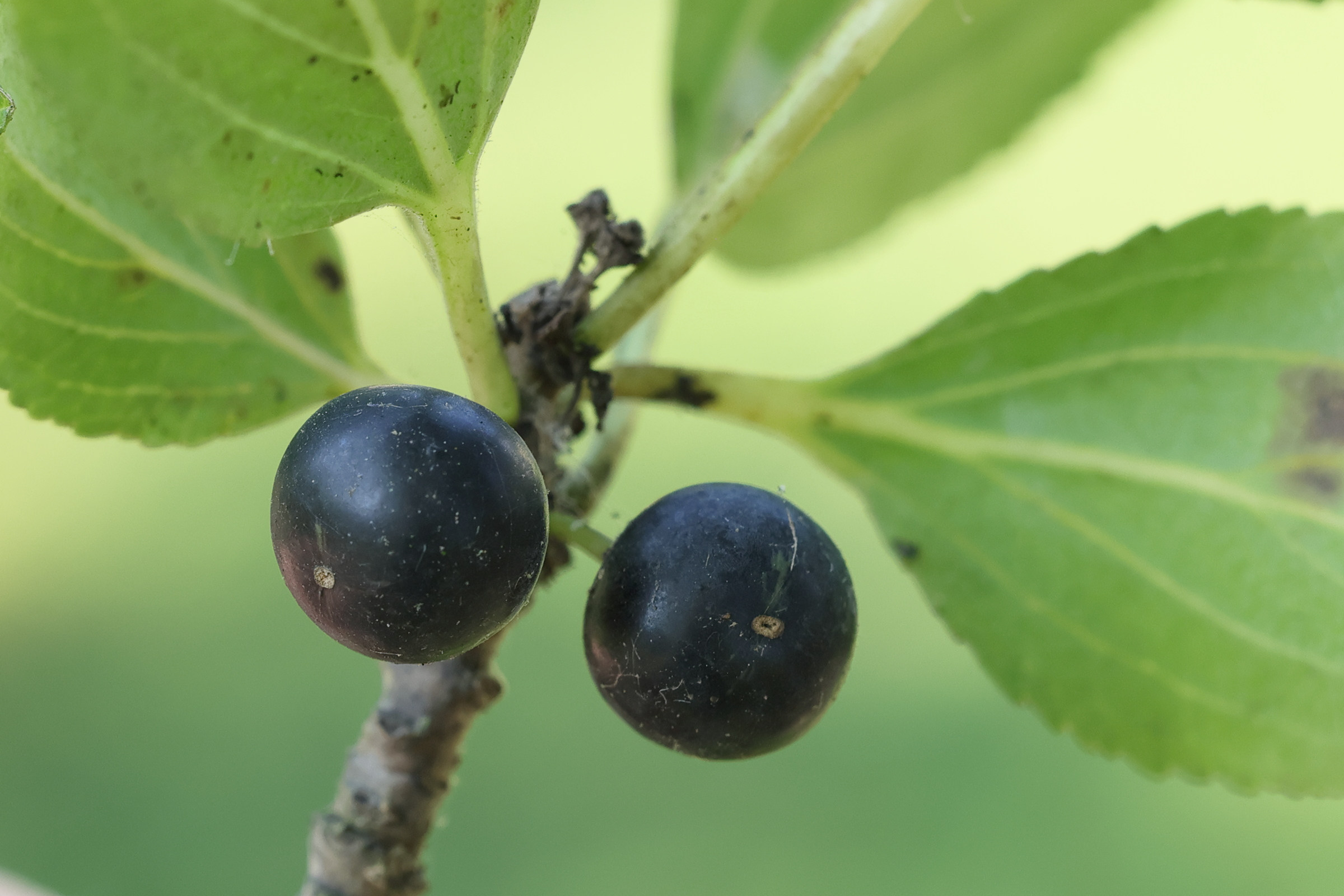 Afficher le média rhamnus_cathartica7md rhamnus_cathartica7md