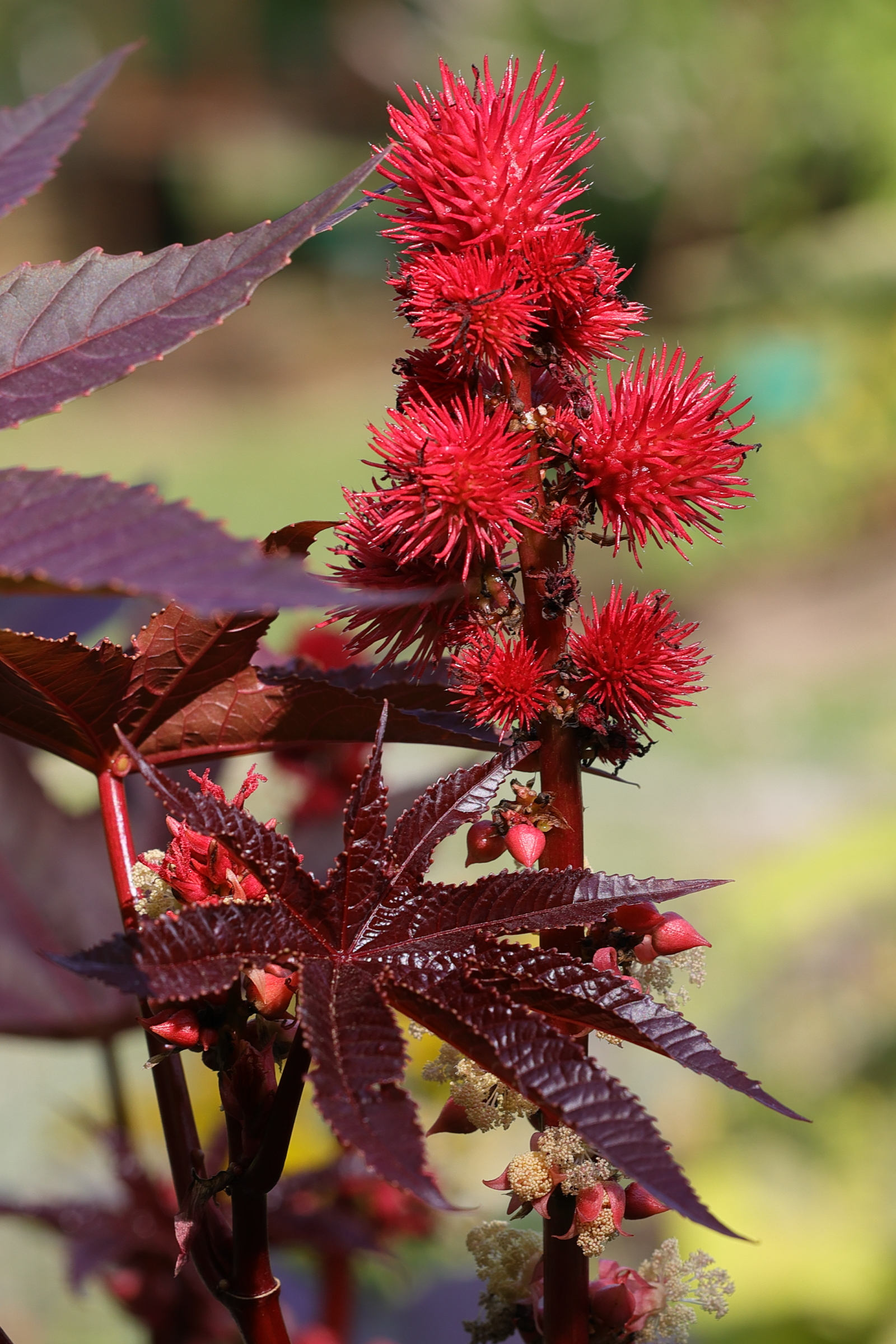 ricinus_communis8md