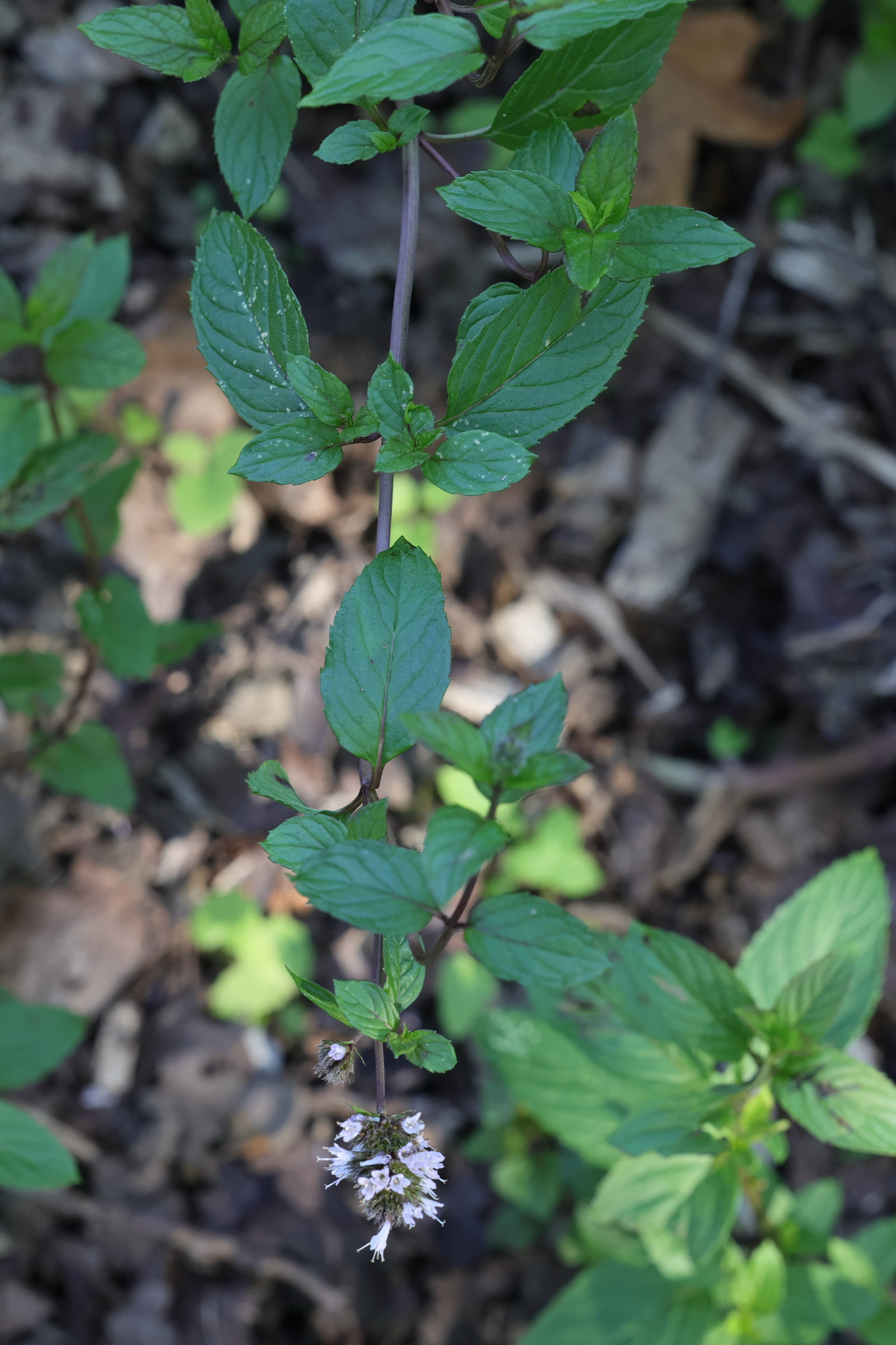 mentha_piperata1md