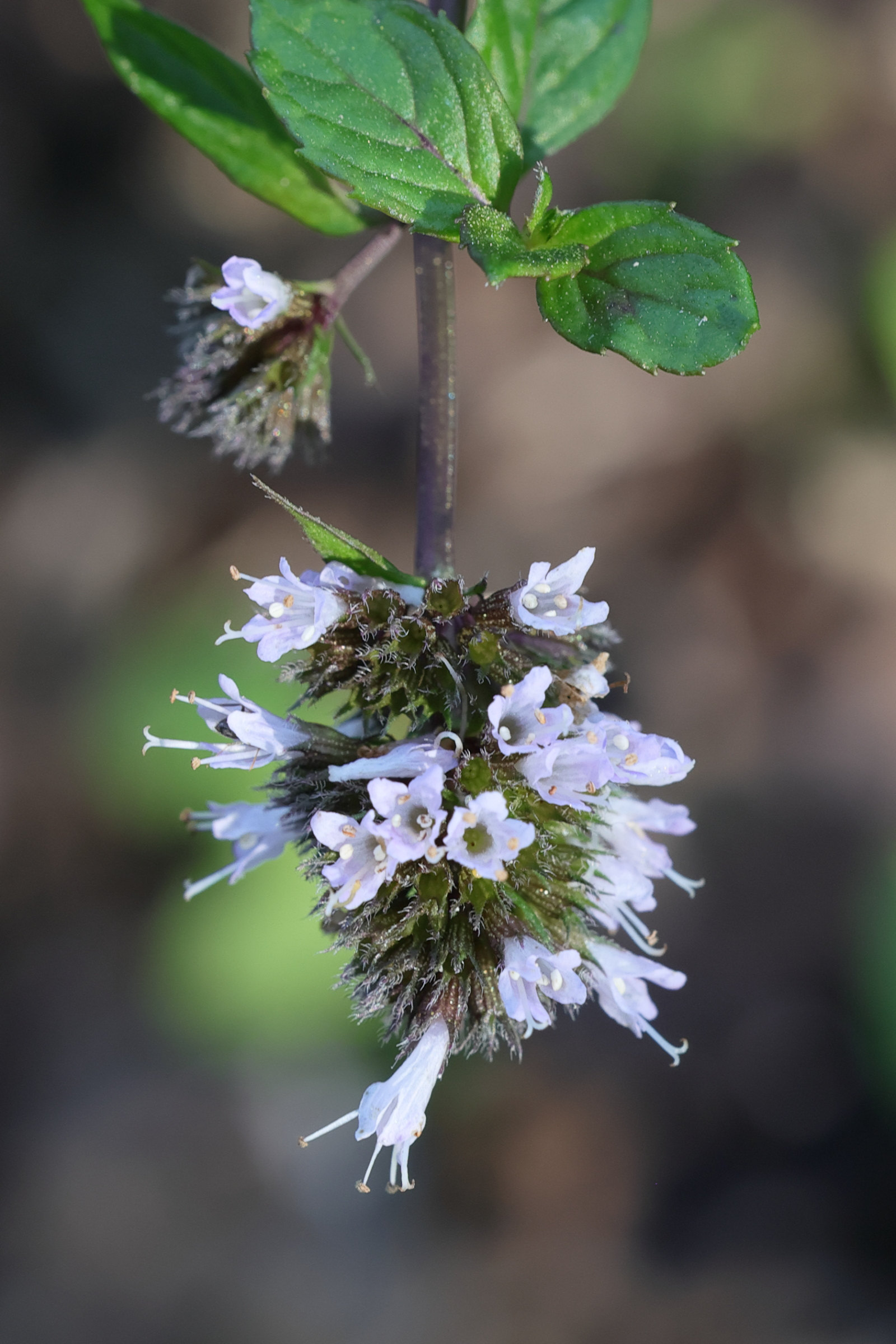 mentha_piperata2md