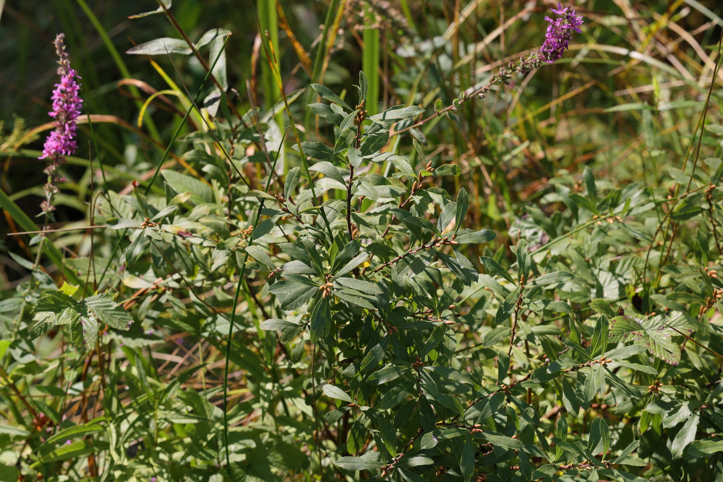 Afficher le média myrica_gale1md myrica_gale1md