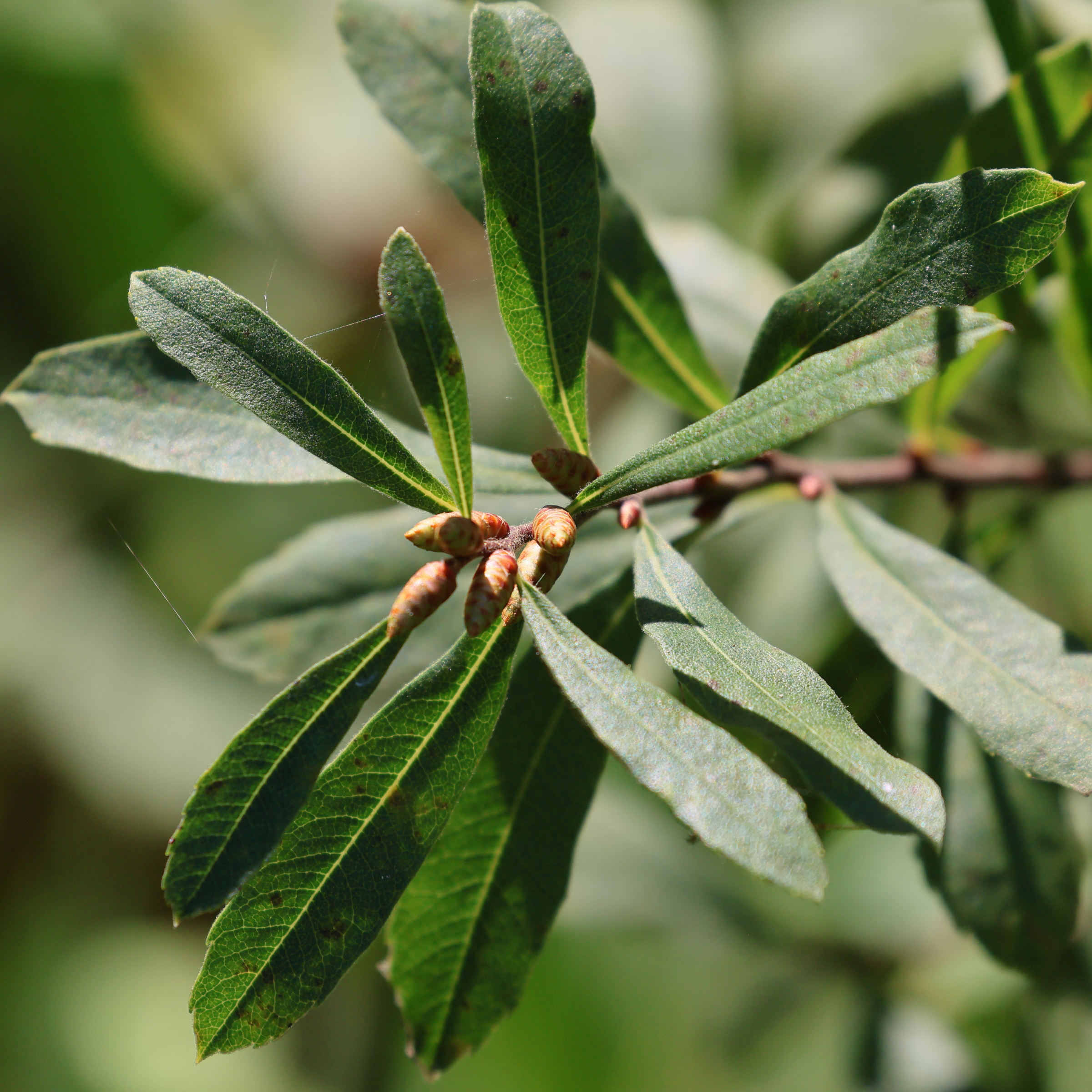 Afficher le média myrica_gale2bd myrica_gale2bd