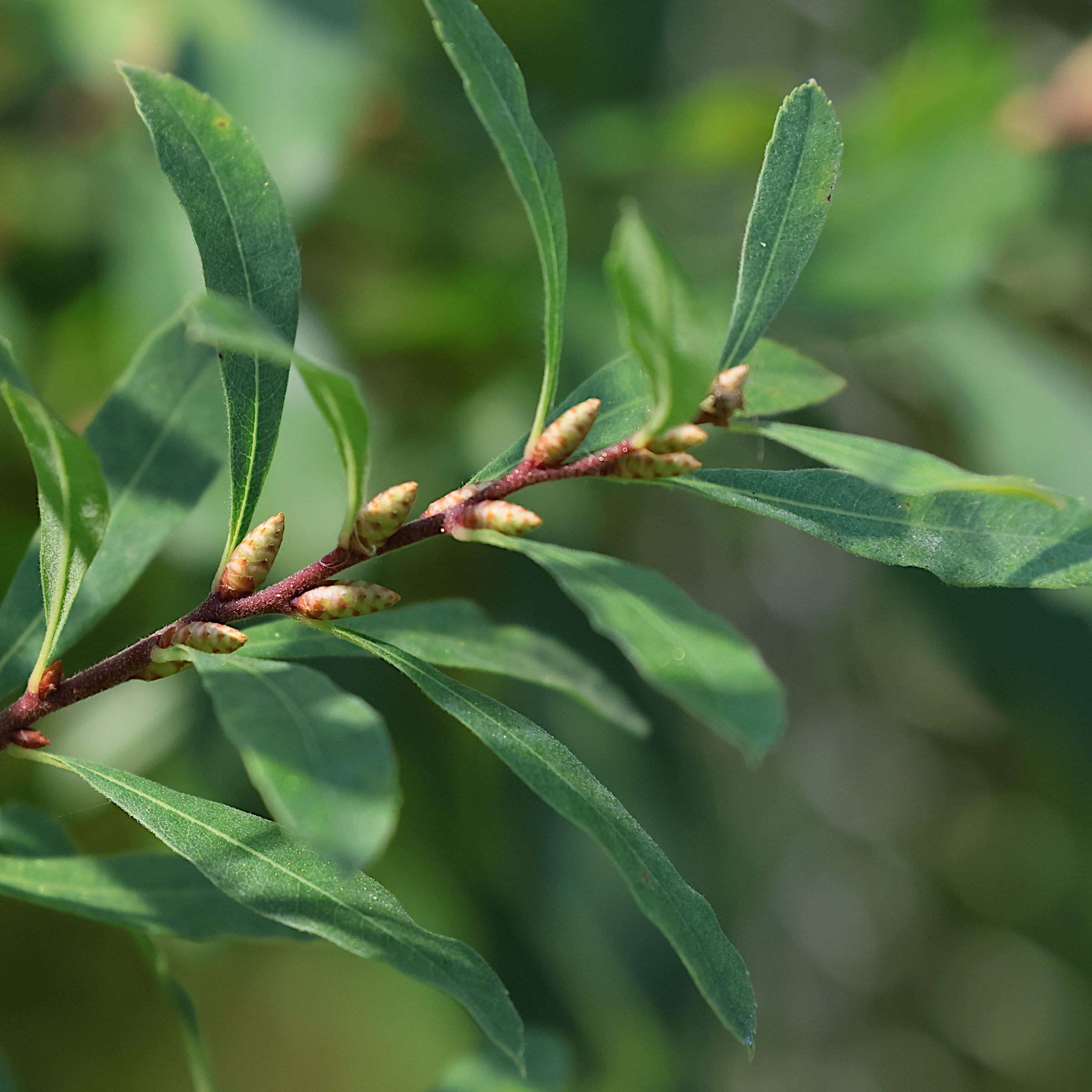 Afficher le média myrica_gale3bd myrica_gale3bd