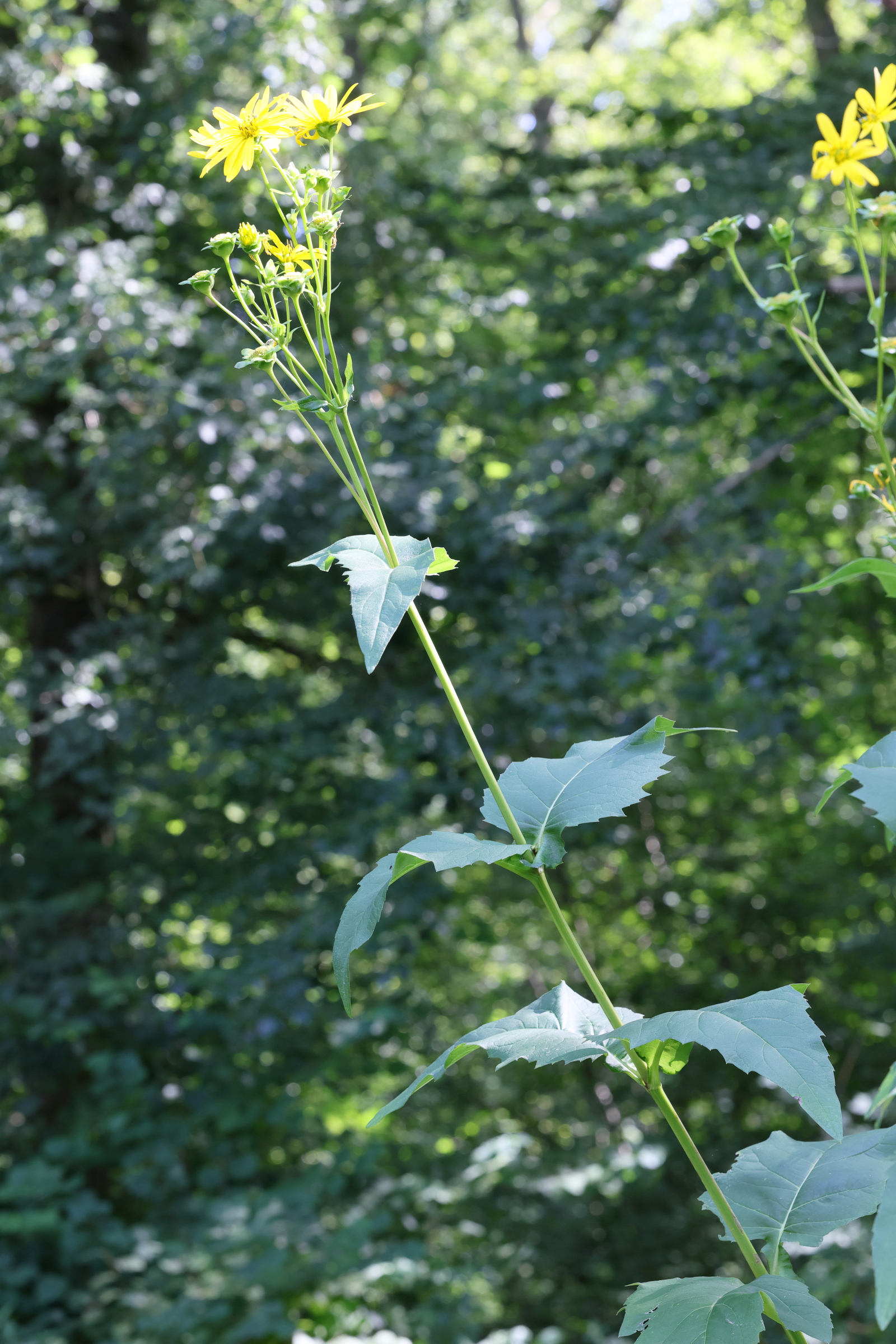 silphium_perfoliatum1md