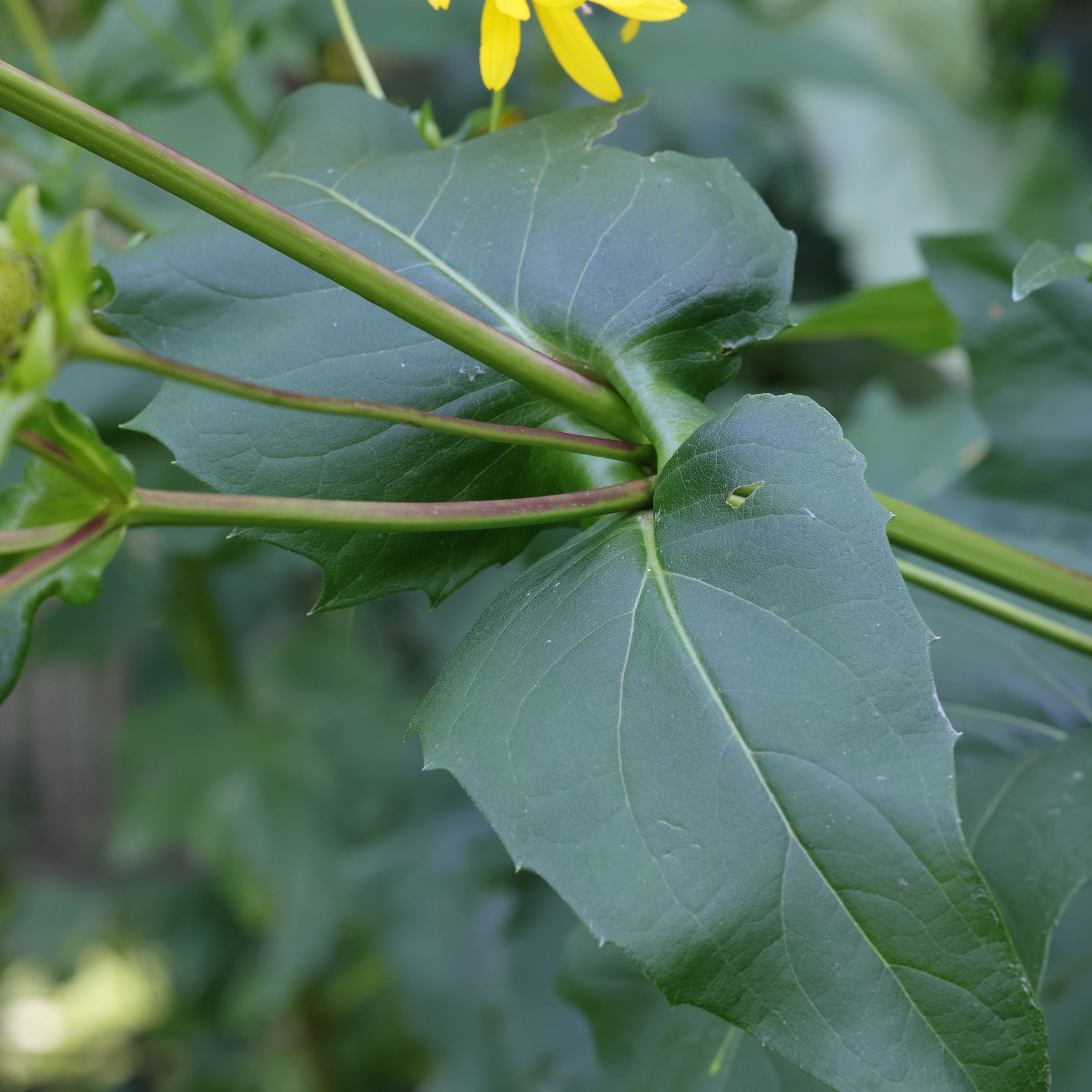 silphium_perfoliatum2md