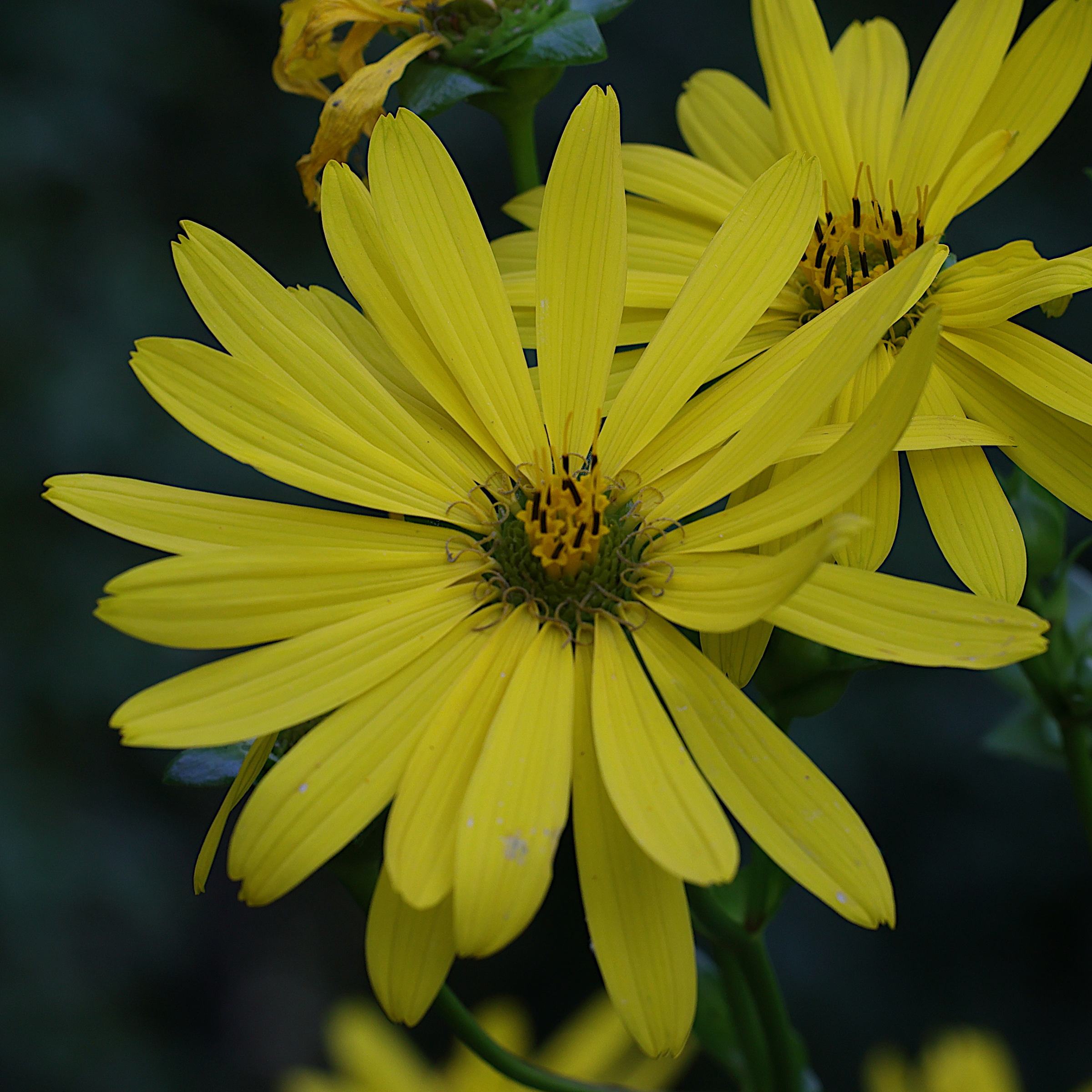 silphium_perfoliatum3md