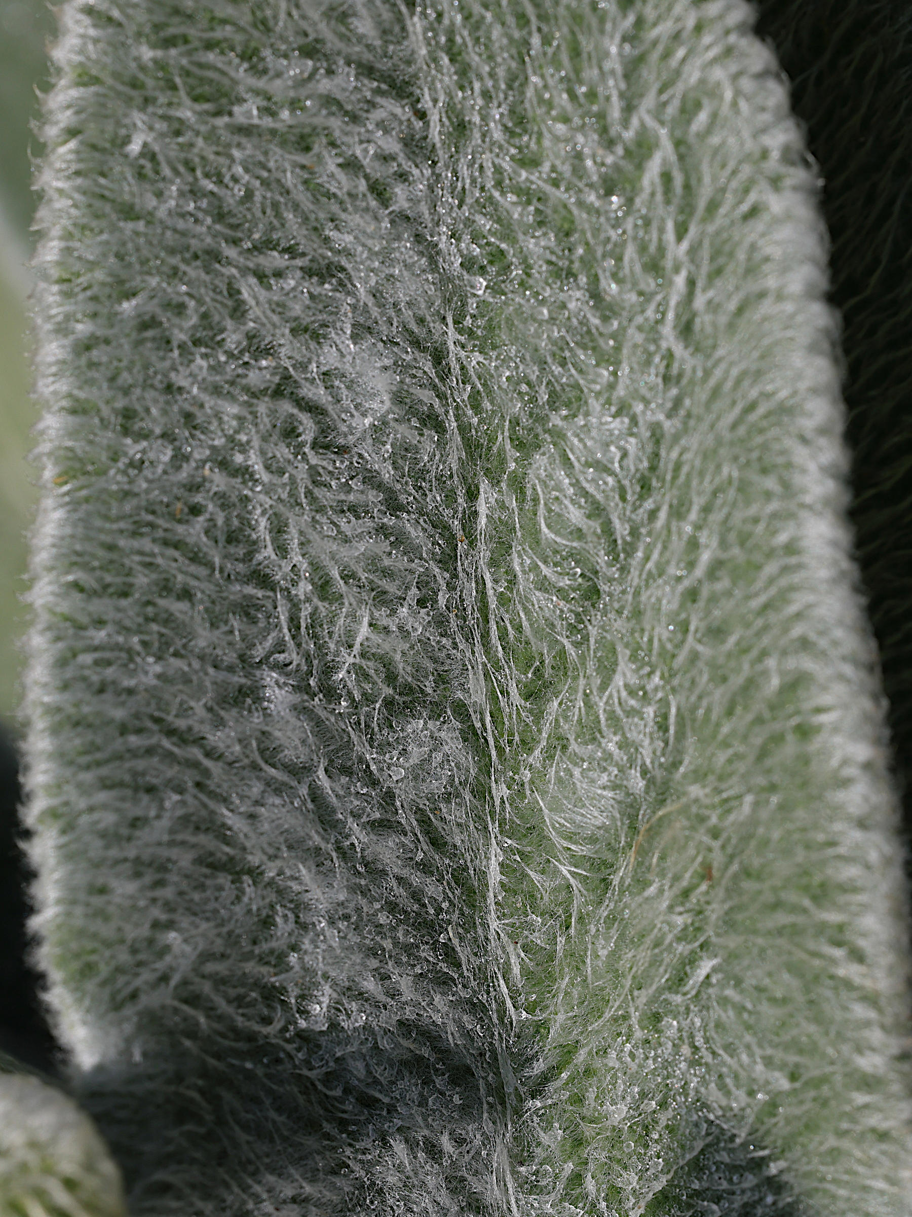 stachys_byzantina3md