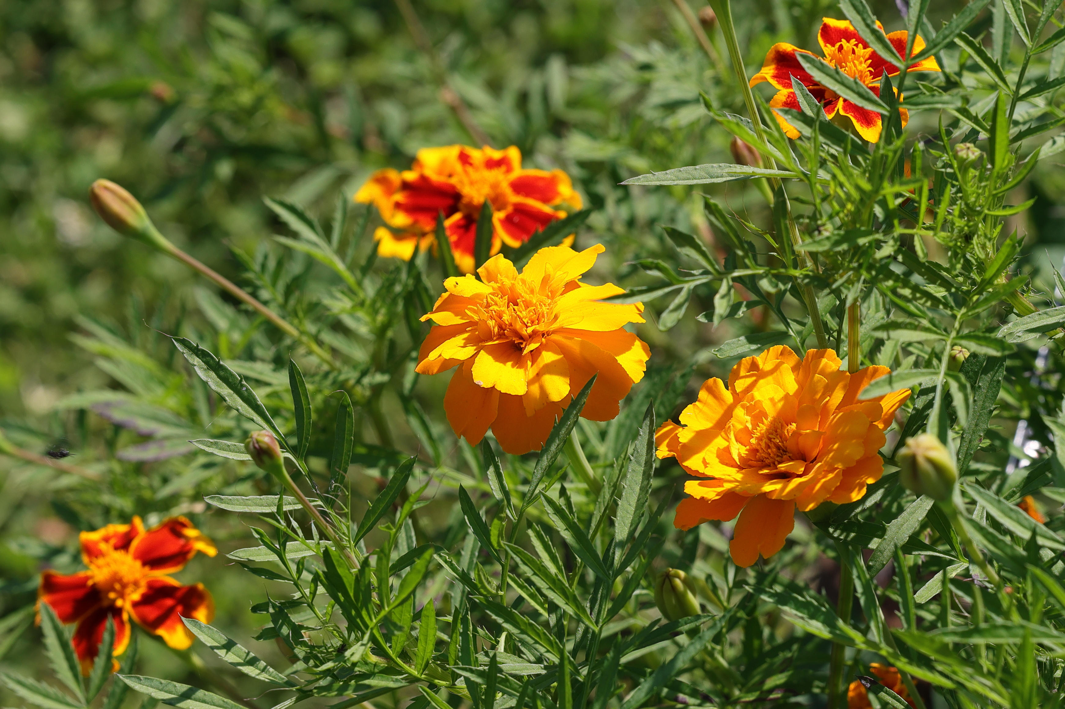 tagetes_erecta2md