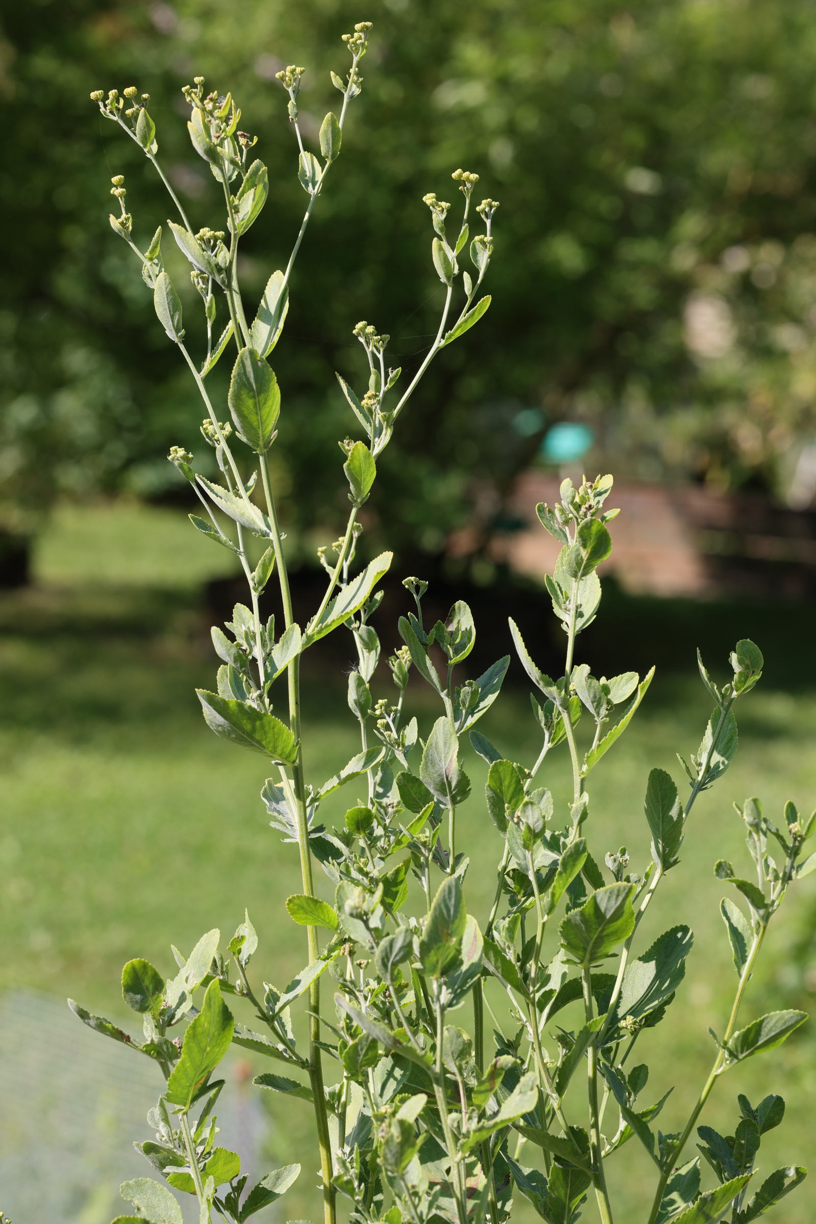 tanacetum_balsamita1md