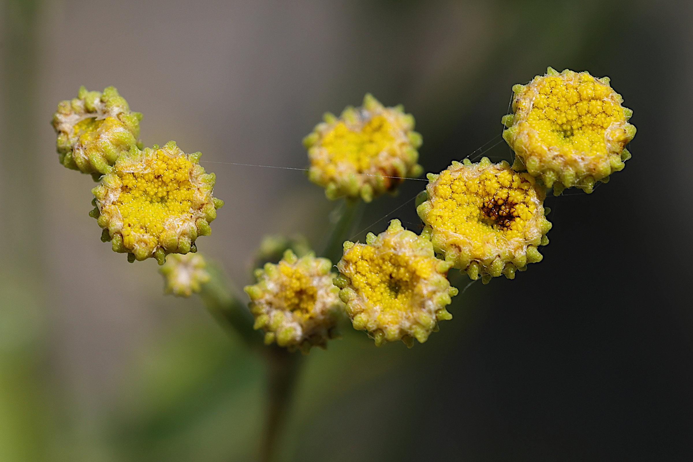 tanacetum_balsamita2md