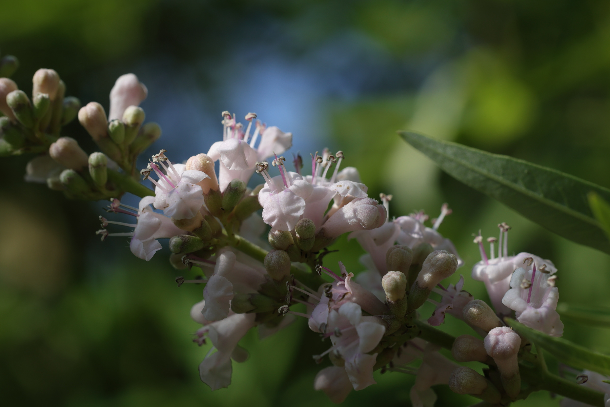 vitex_agnus-castus3md