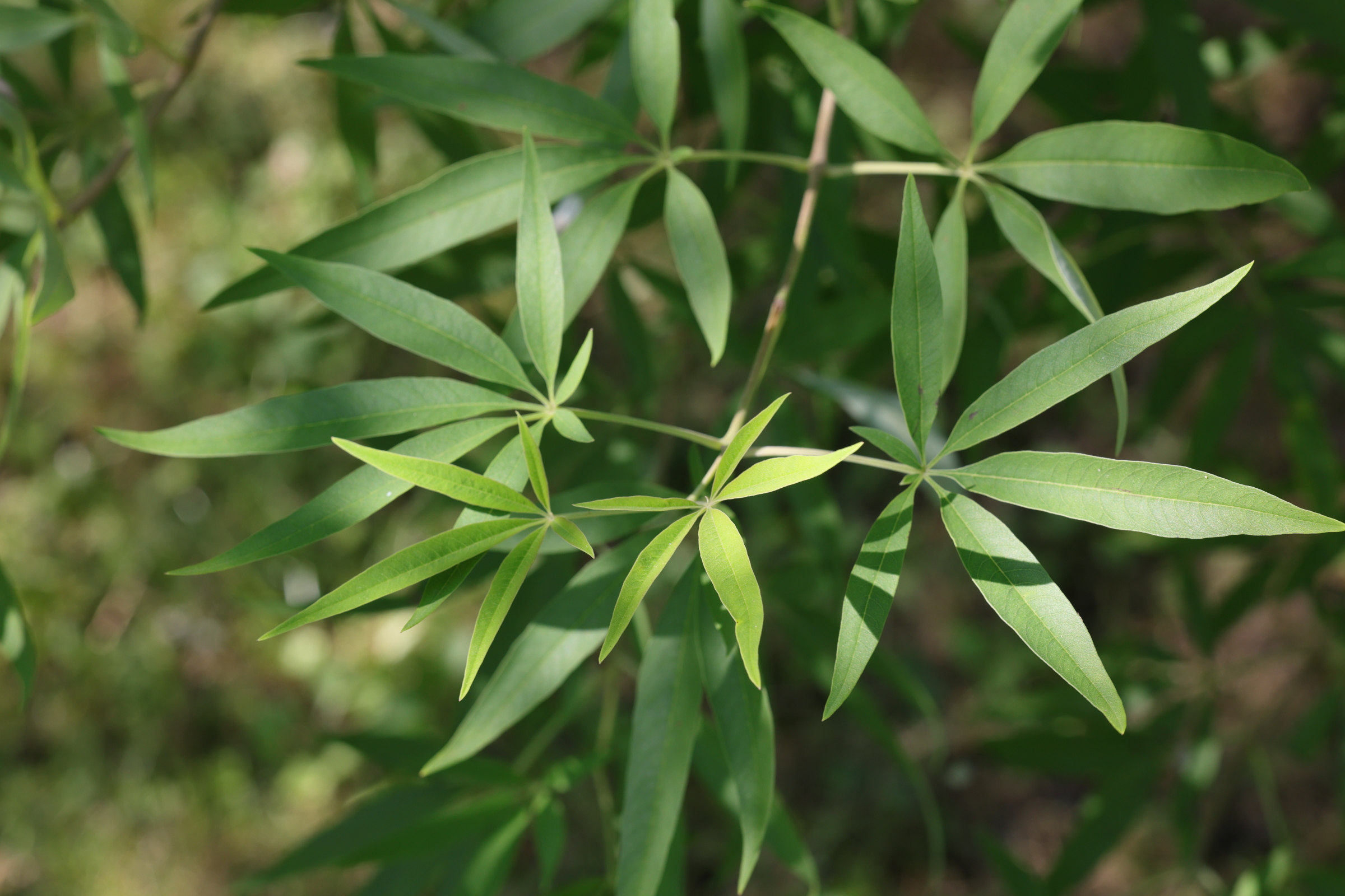 vitex_agnus-castus5md