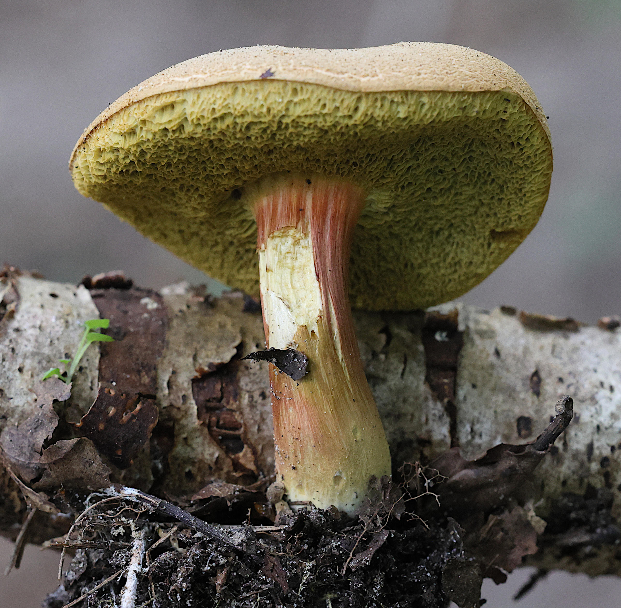 xerocomellus_chrysenteron6md