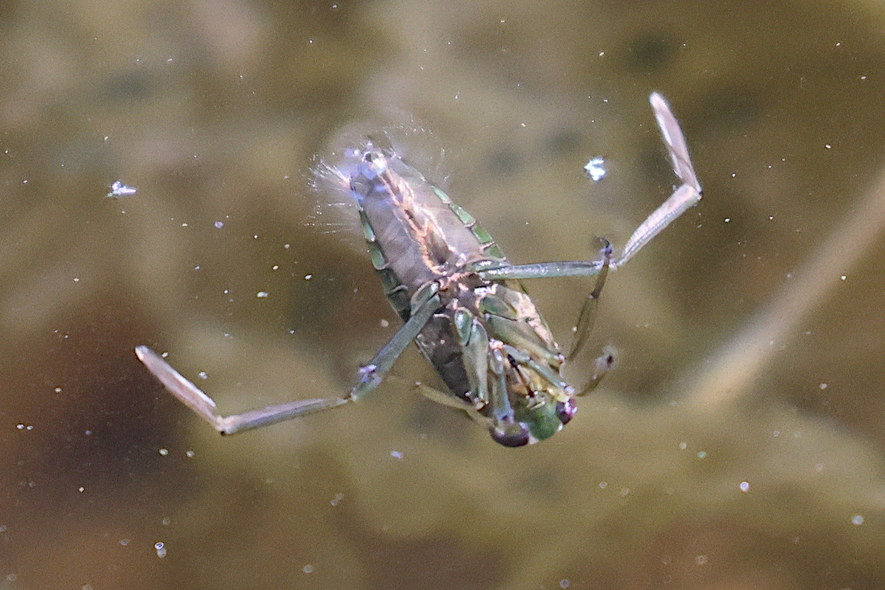 notonecta_glauca2bdjpg