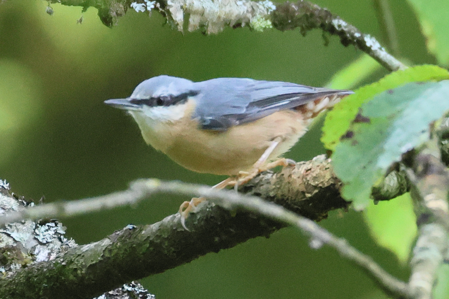 sitelle_torchepot_-_sitta_europaea4bd