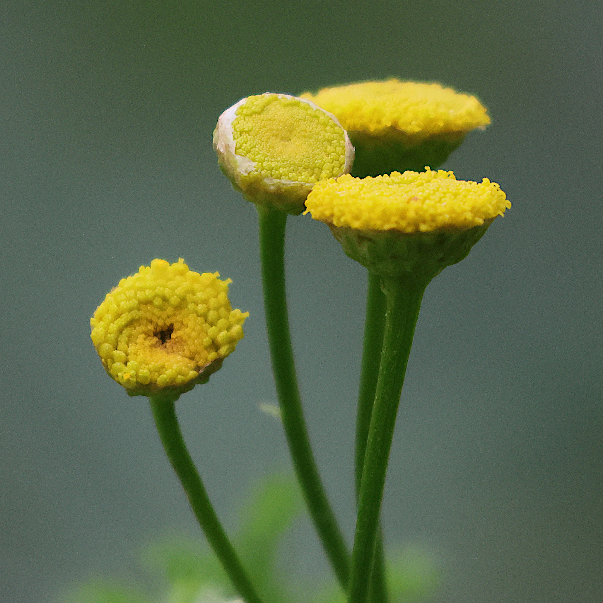 Afficher le média tanacetum_crispum2bd tanacetum_crispum2bd