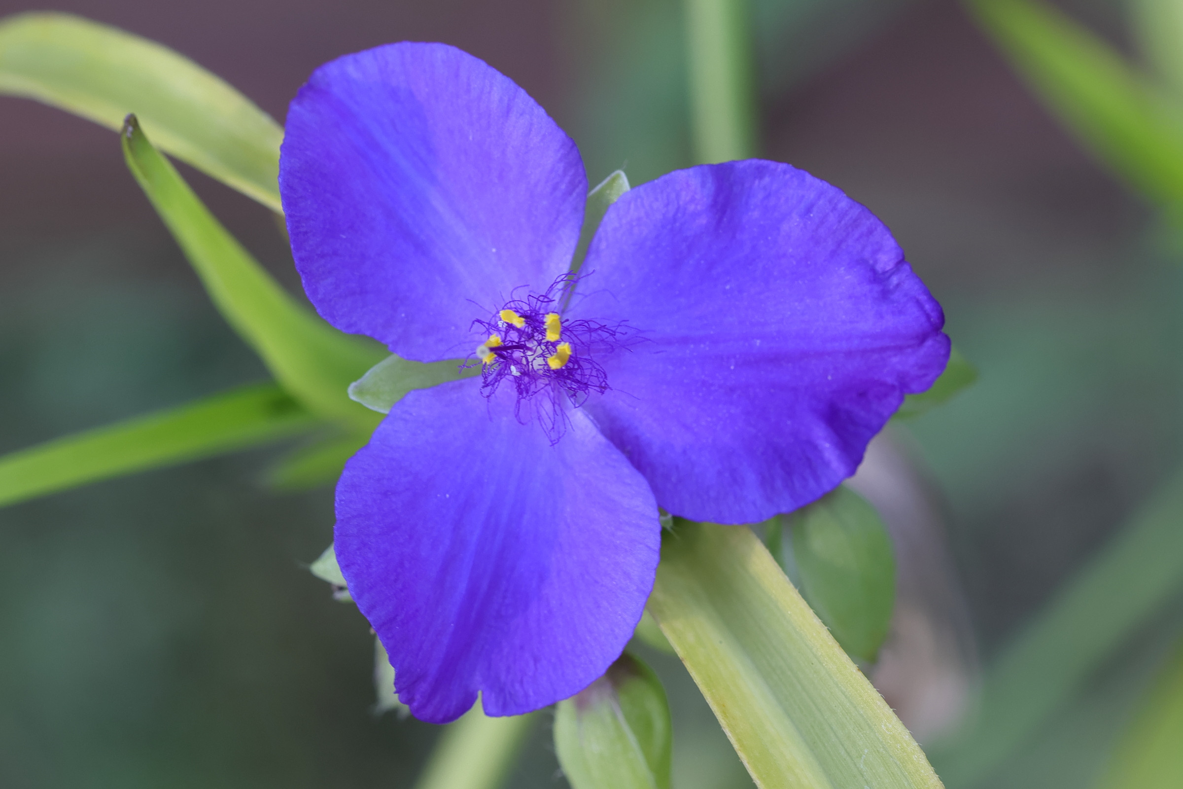 tradescantia_virginiana2md