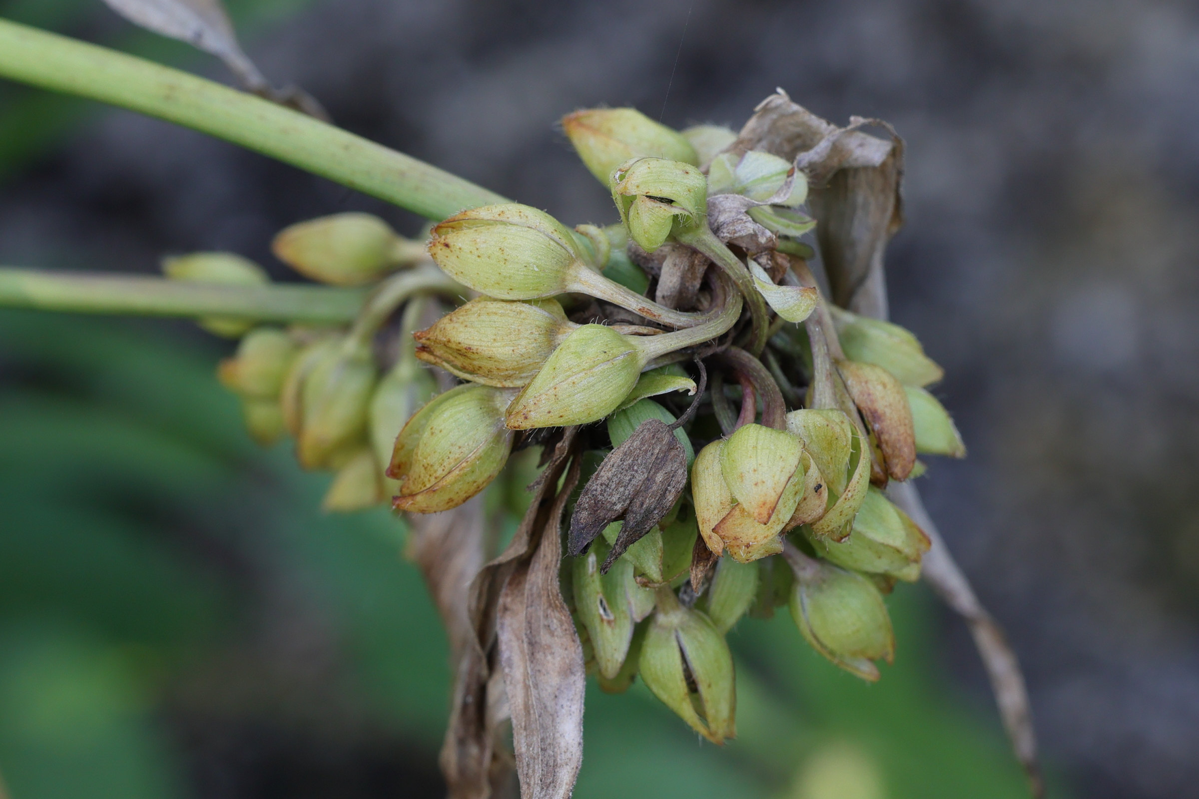 tradescantia_virginiana5md