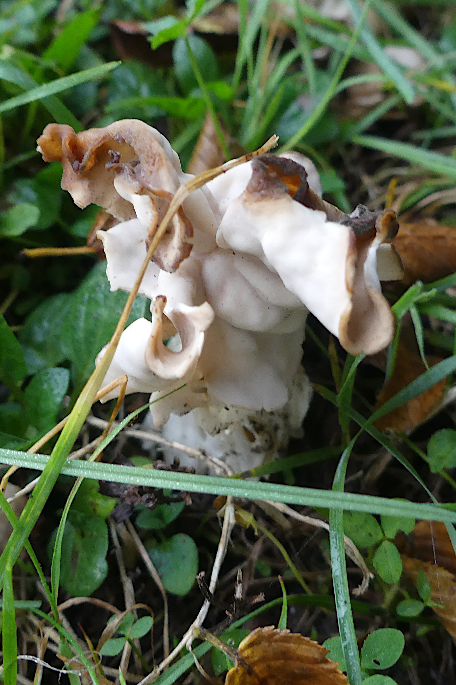 helvella_crispa7mv