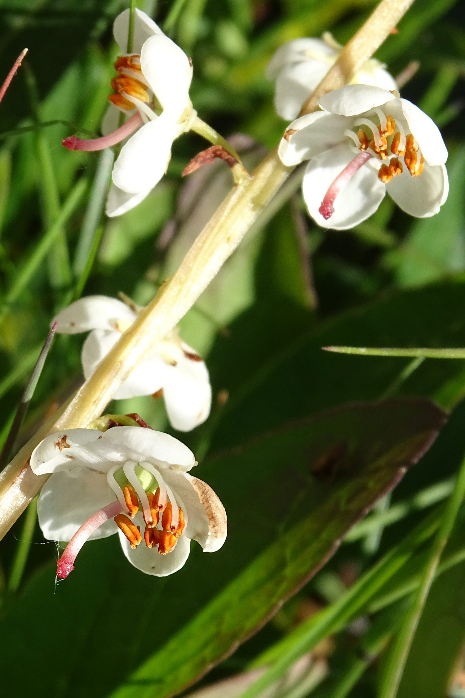 Afficher le média pyrola_rotundifolia_rotundifolia7mv pyrola_rotundifolia_rotundifolia7mv