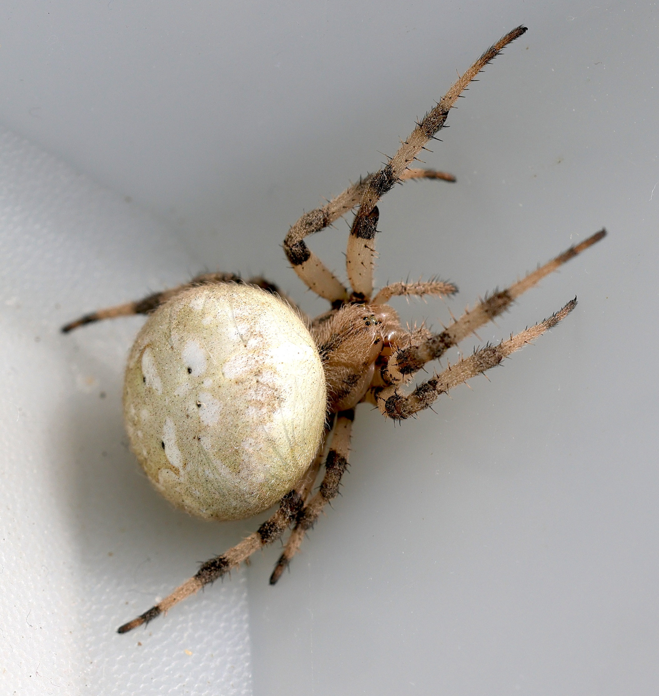 araneus_quadratus12md