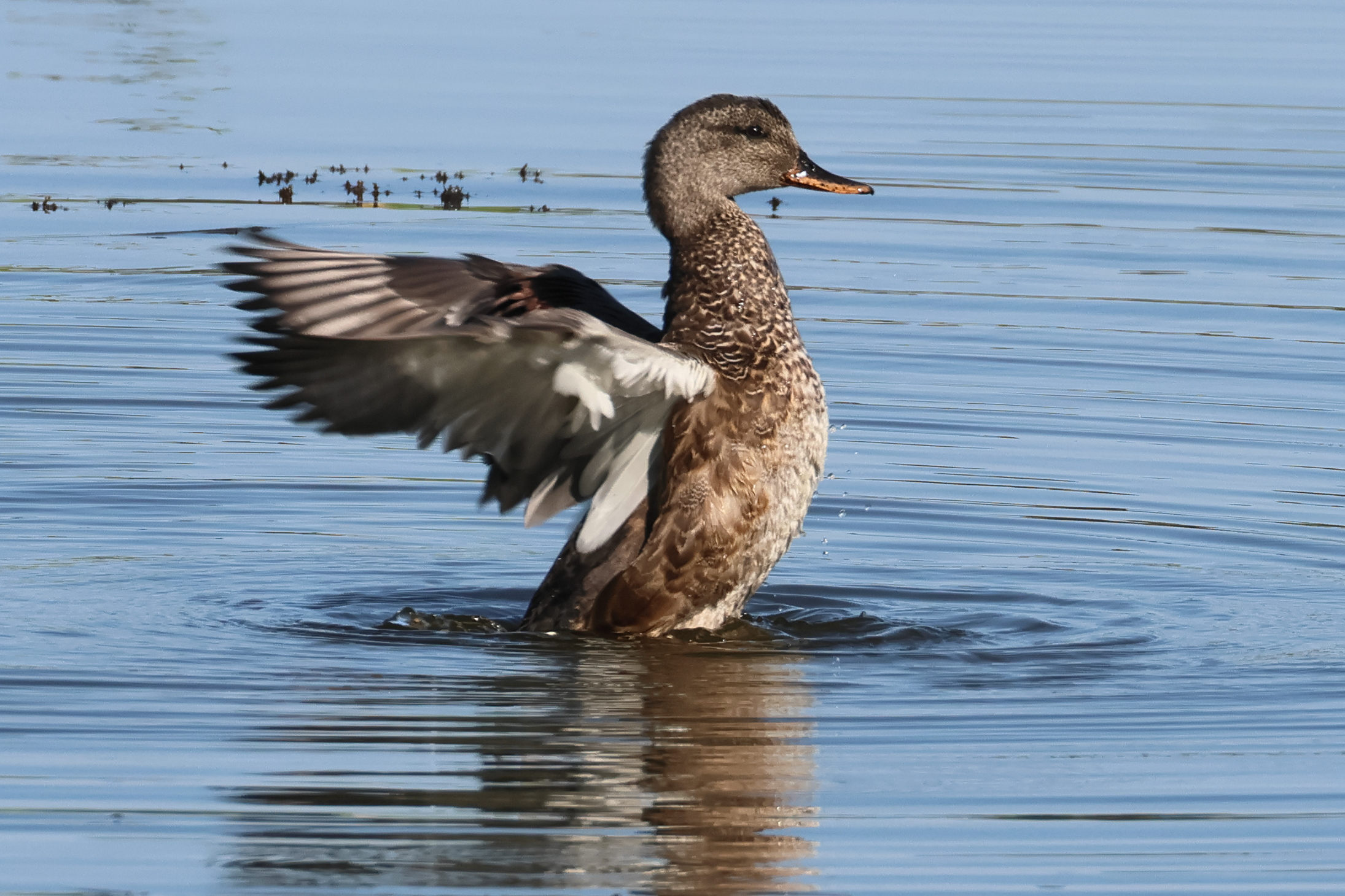 canard_chipeau_-_mareca_strepera11bd