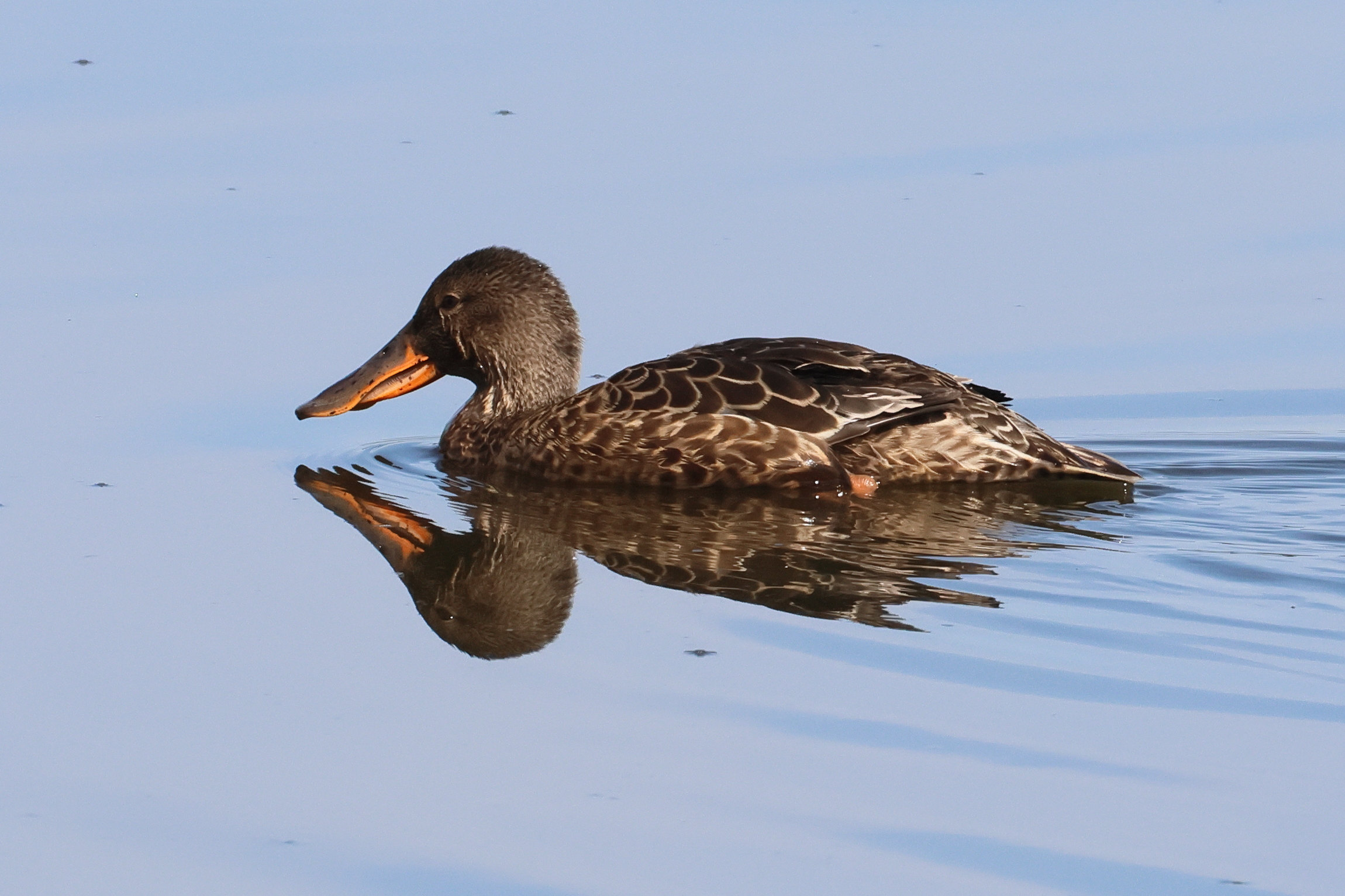 canard_souchet_-_anas_clypeata8bd