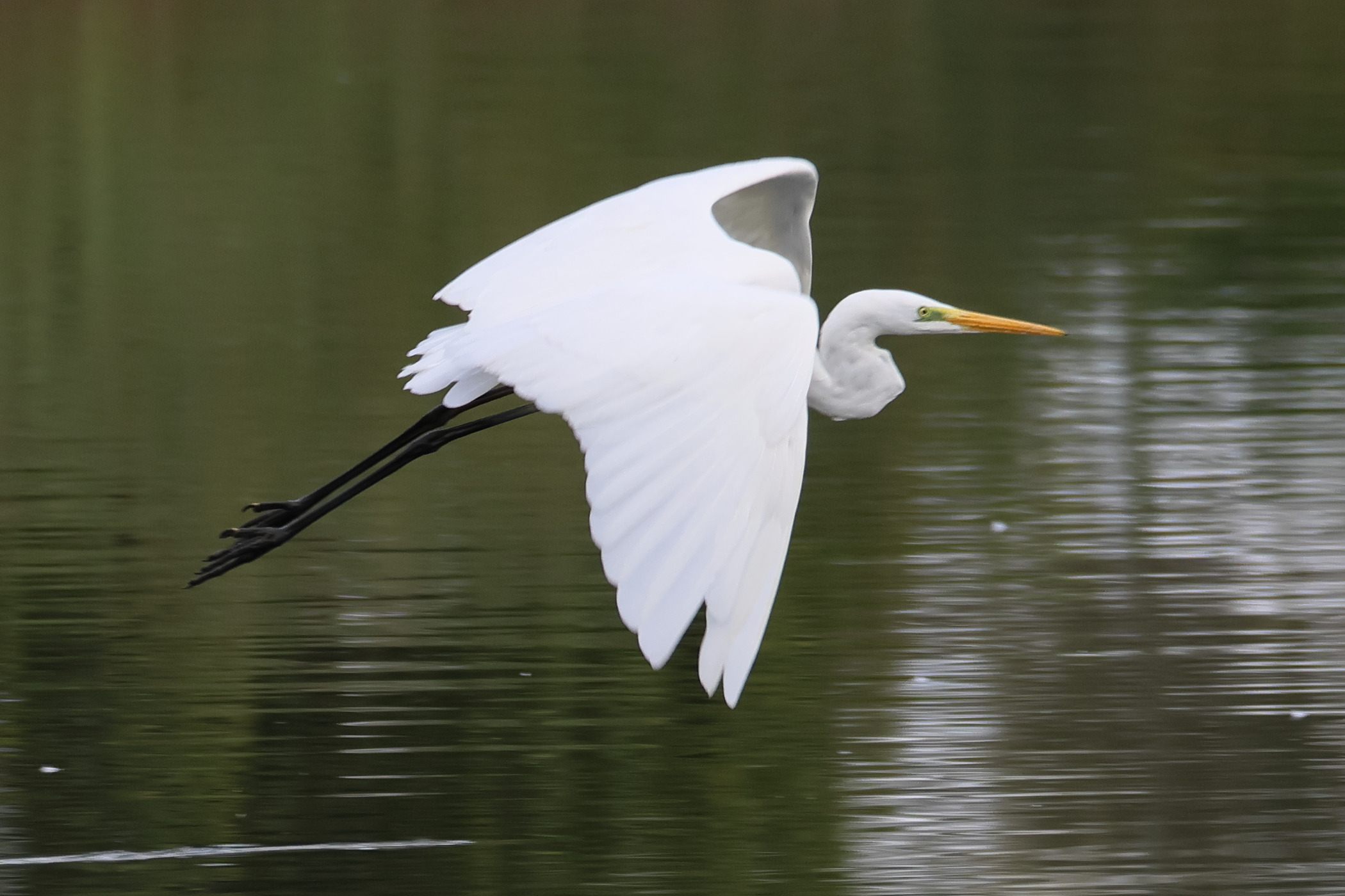 grande_aigrette_-_ardea_alba4bd