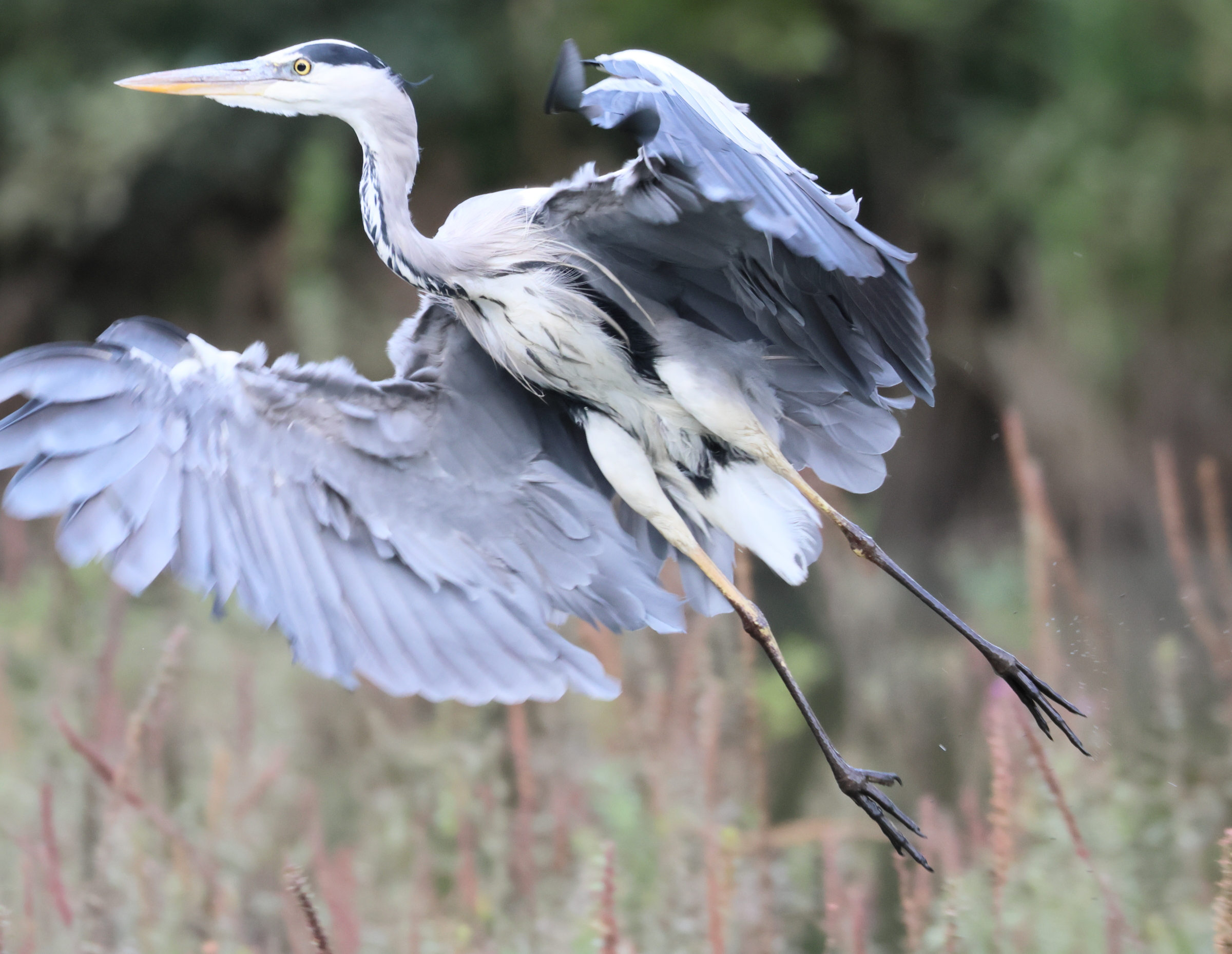 heron_cendre_-_ardea_cinerea15bd