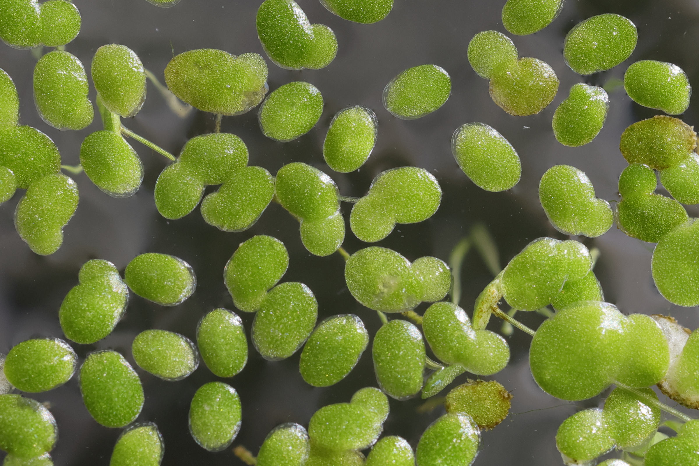 Afficher le média lemna_minuta2md lemna_minuta2md