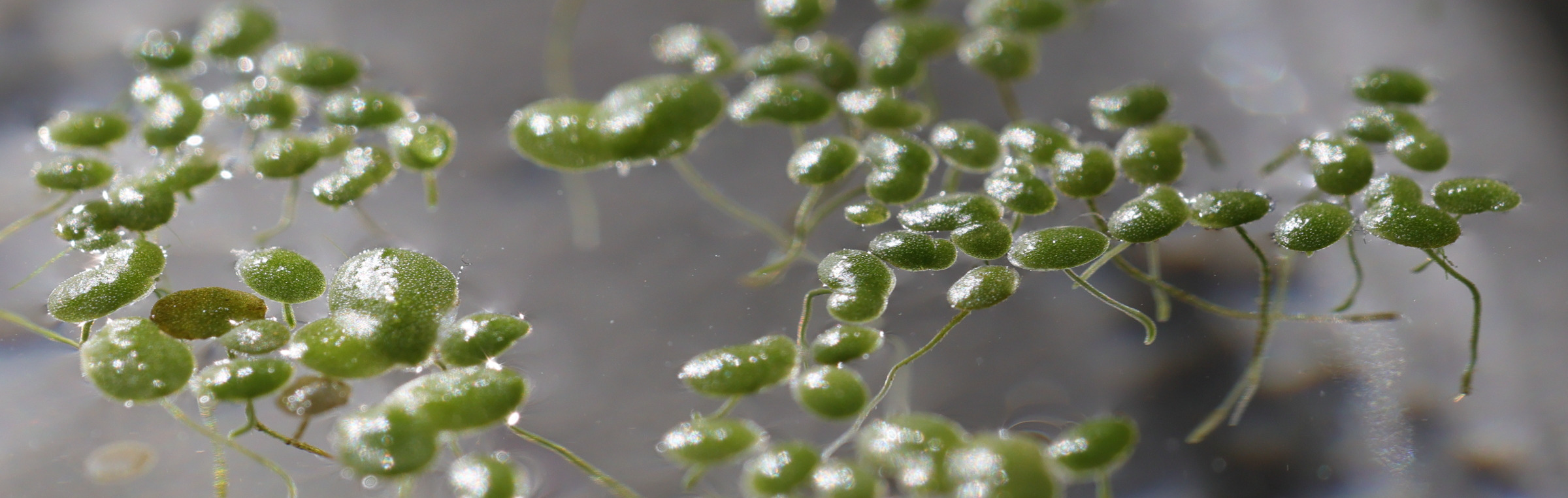 Afficher le média lemna_minuta3md lemna_minuta3md