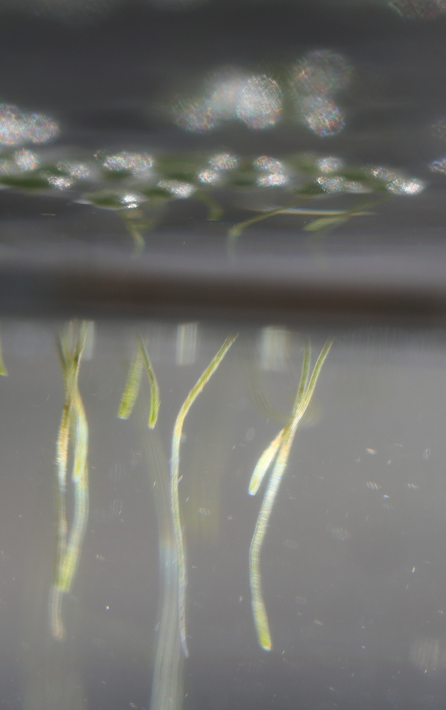 Afficher le média lemna_minuta4md lemna_minuta4md