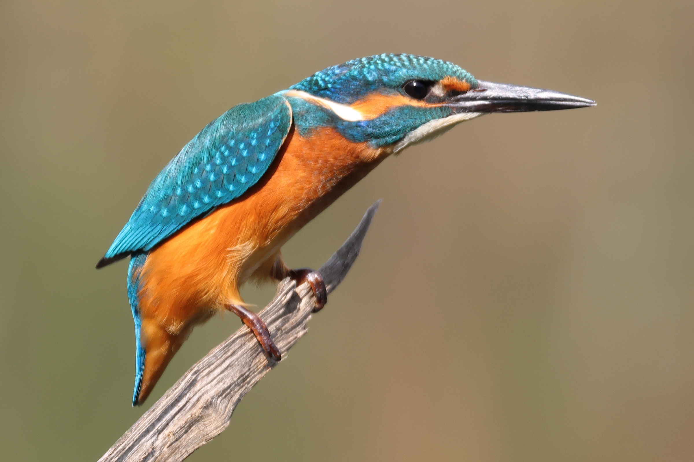 martin-pecheur_-_alcedo_atthis8bd