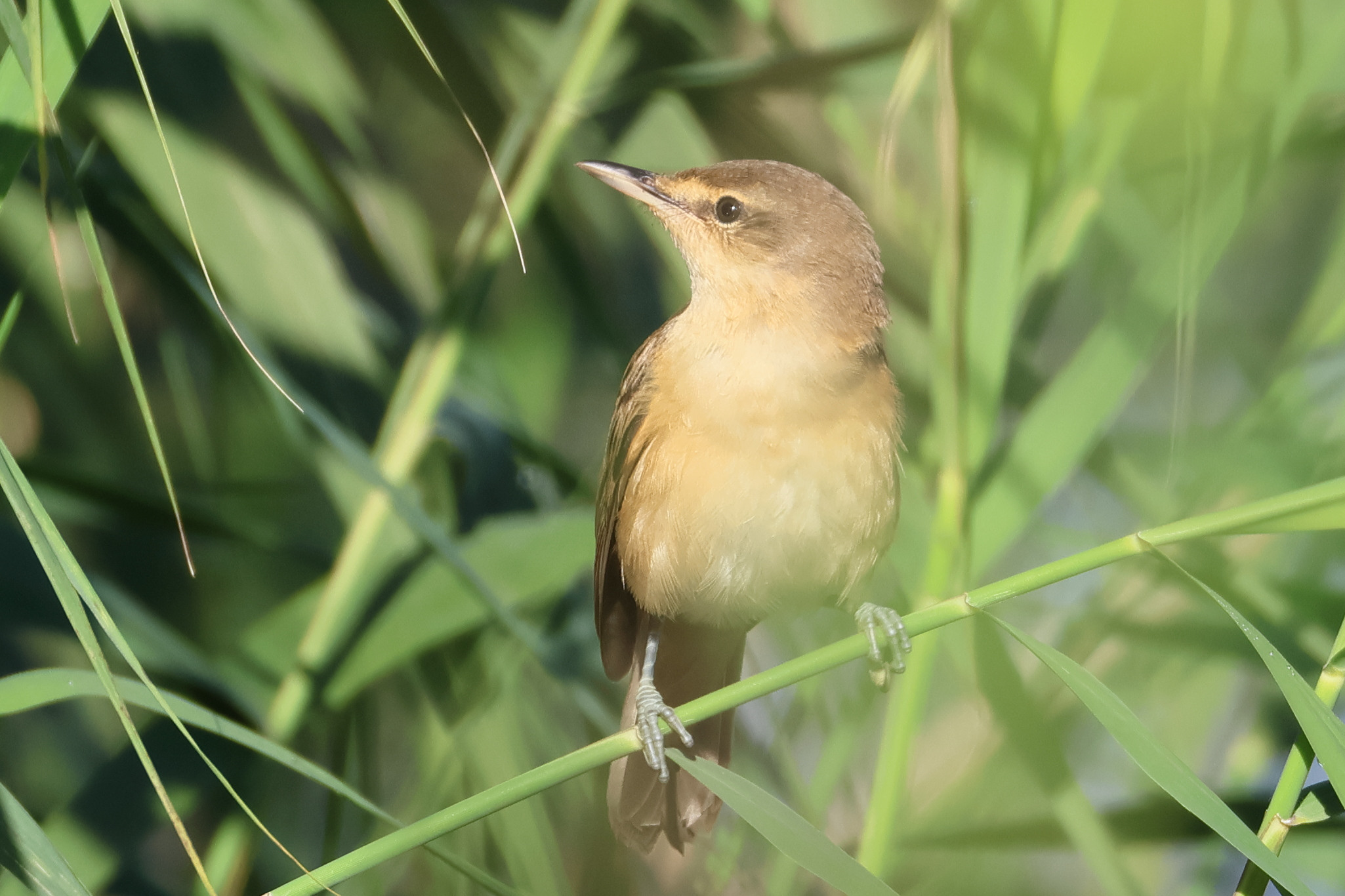 Afficher le média rousserolle_turdoide_-_acrocephalus_arundinaceus4md rousserolle_turdoide_-_acrocephalus_arundinaceus4md
