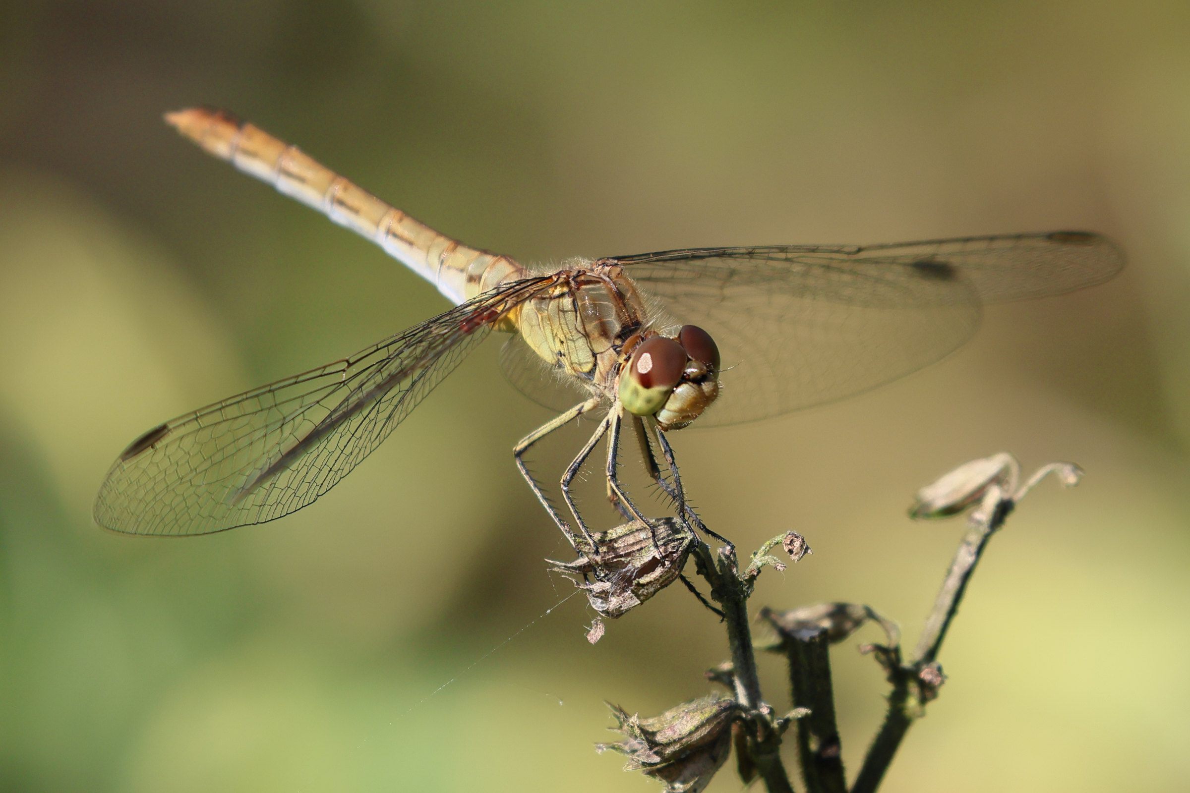 Afficher le média sympetrum_meridionale4bd sympetrum_meridionale4bd