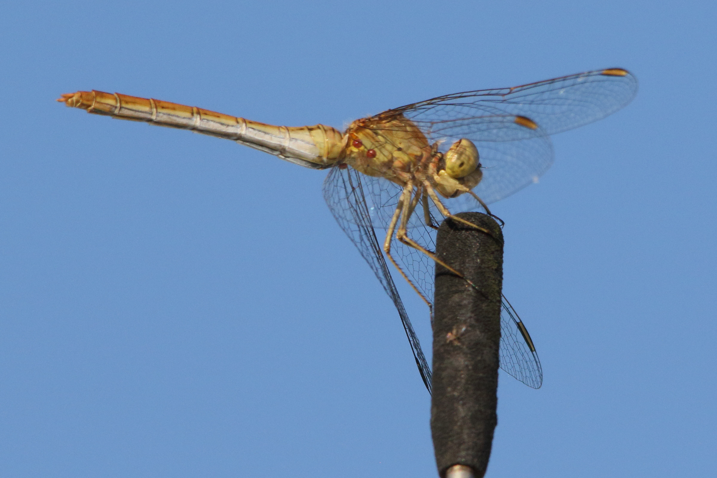 Afficher le média sympetrum_meridionale5md sympetrum_meridionale5md