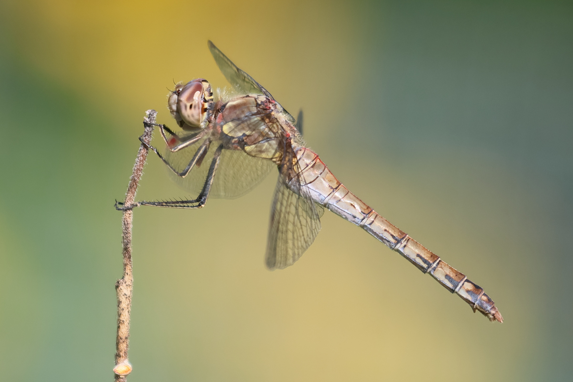 Afficher le média sympetrum_striolatum9bd sympetrum_striolatum9bd