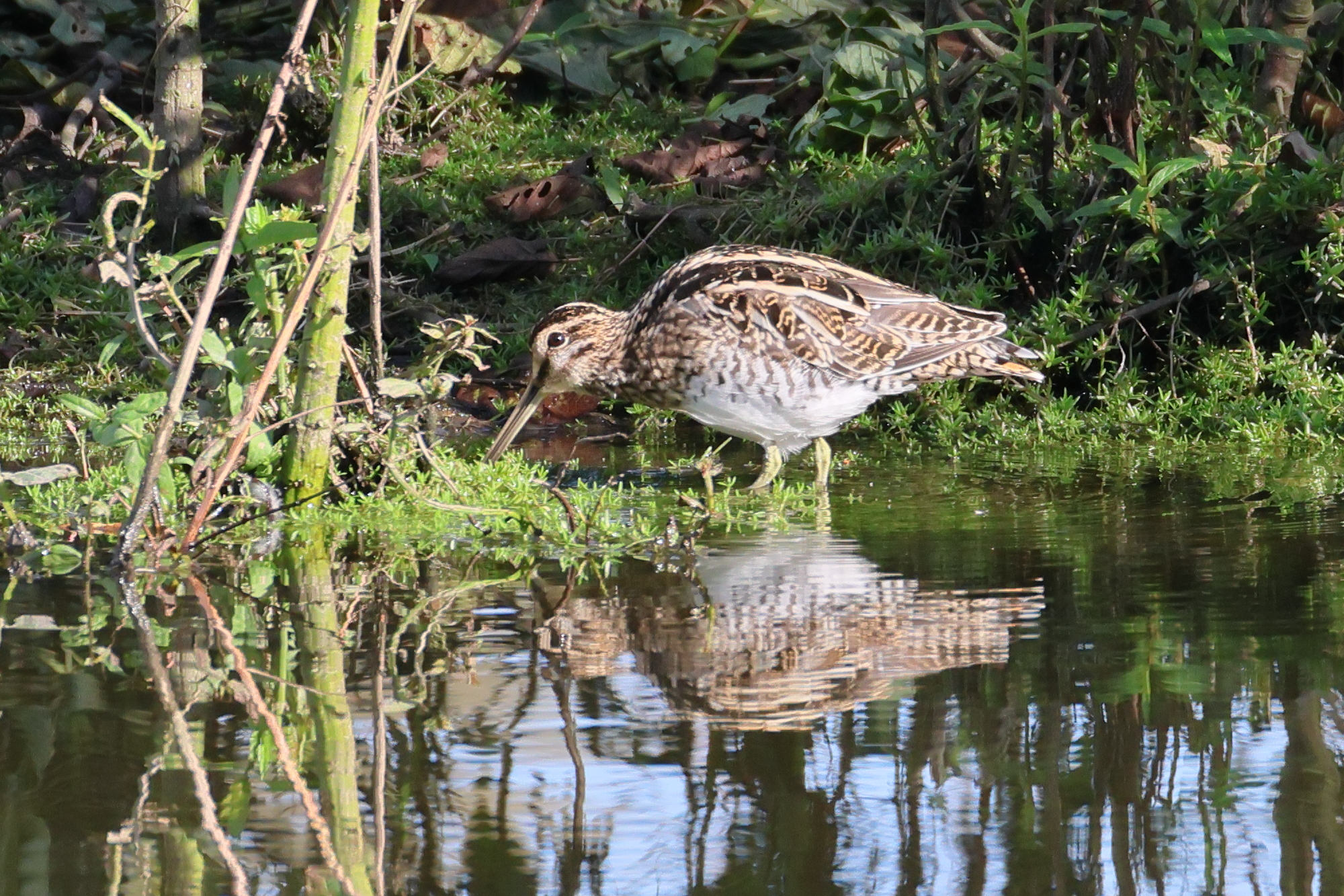 Afficher le média becassine_des_marais_-_gallinago_gallinago2bd becassine_des_marais_-_gallinago_gallinago2bd