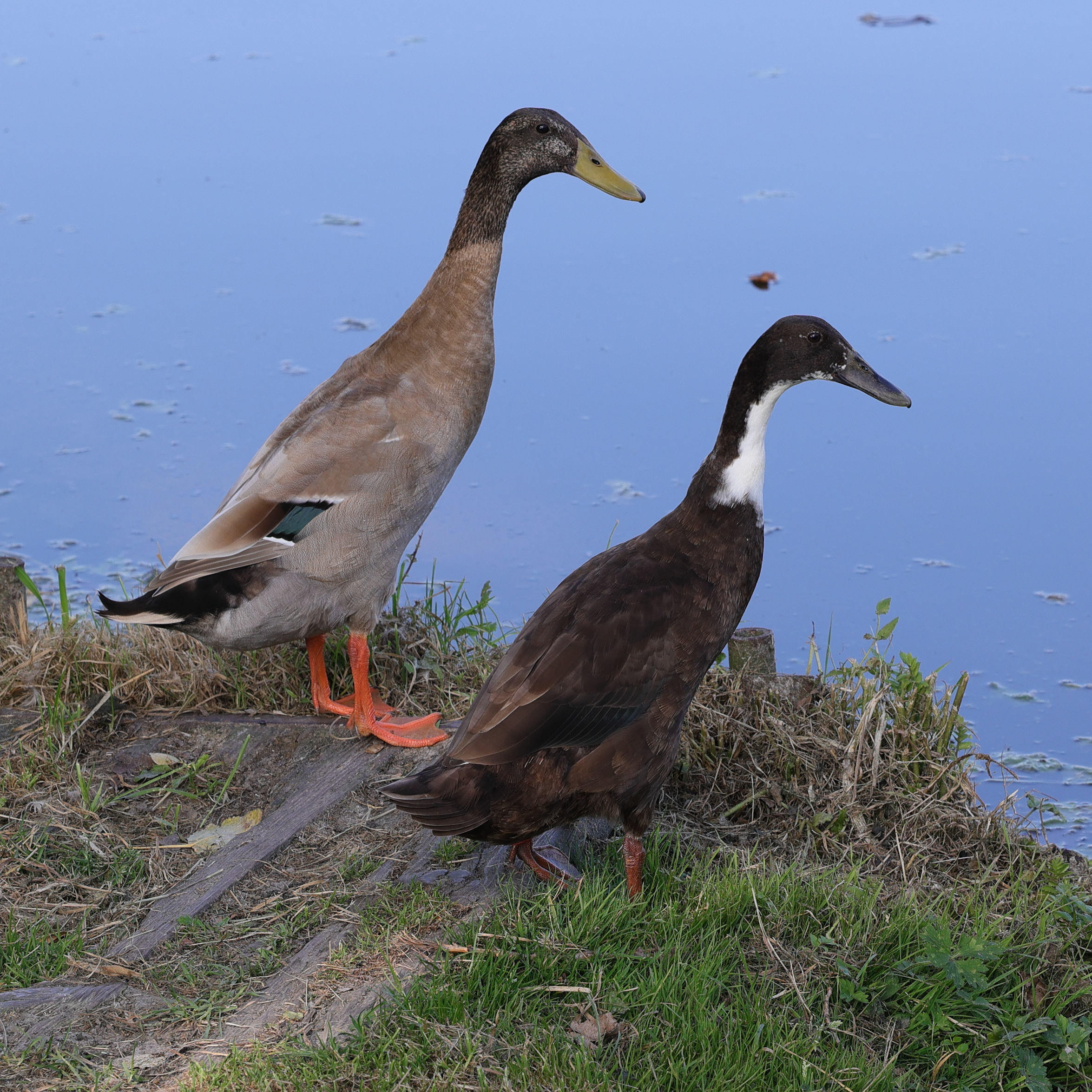 canard_coureur_indien1md