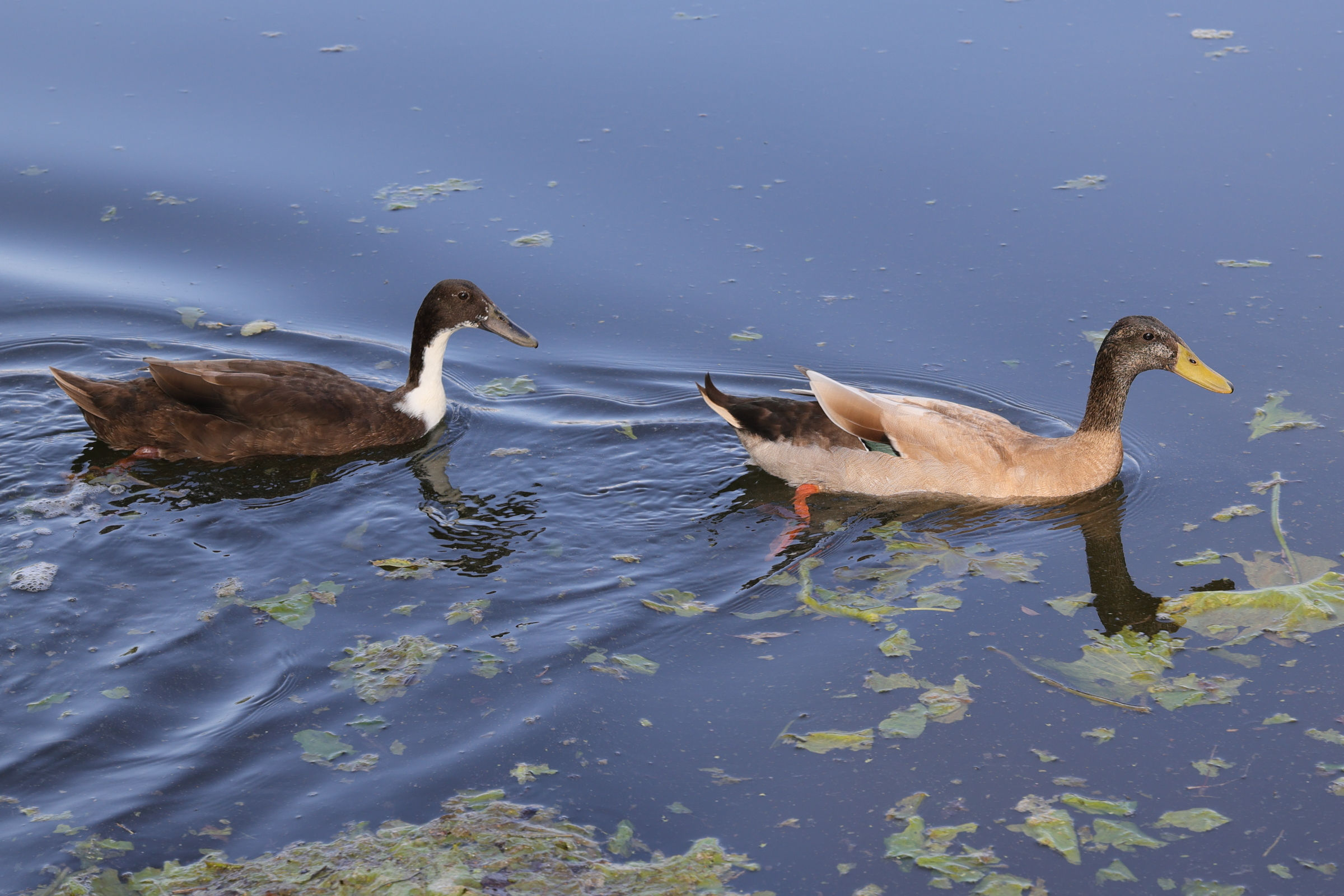 canard_coureur_indien2md