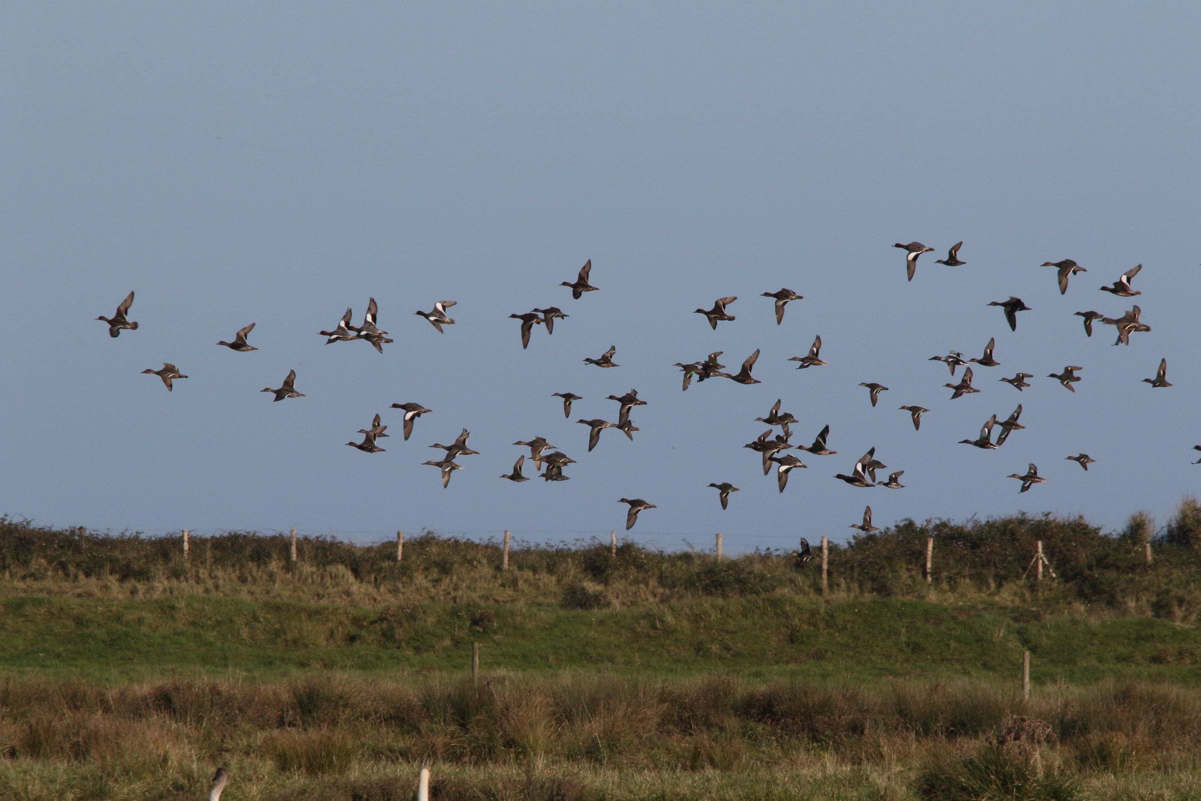 canard_siffleur_-_anas_penelope7md