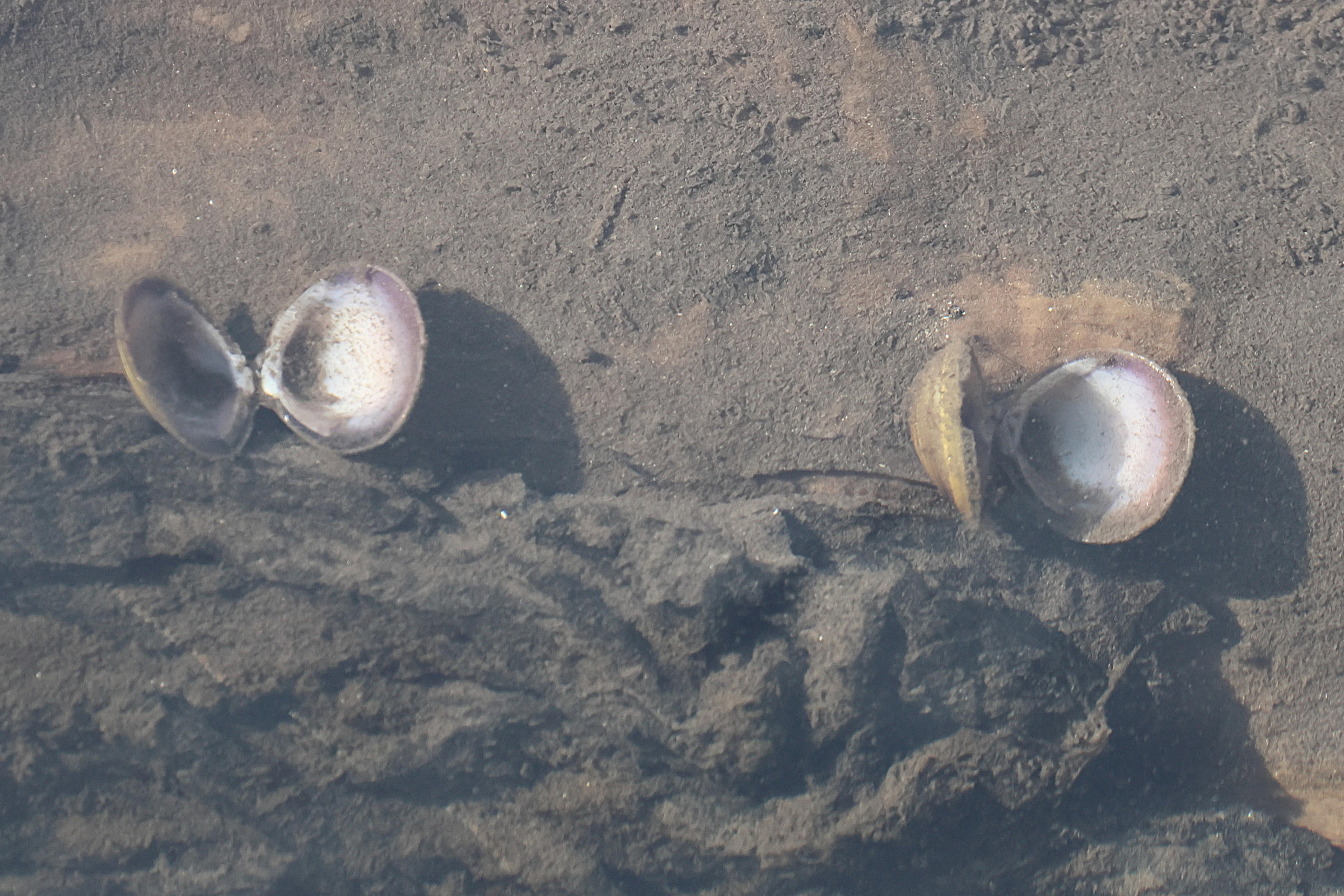 corbicula_fluminea5bd