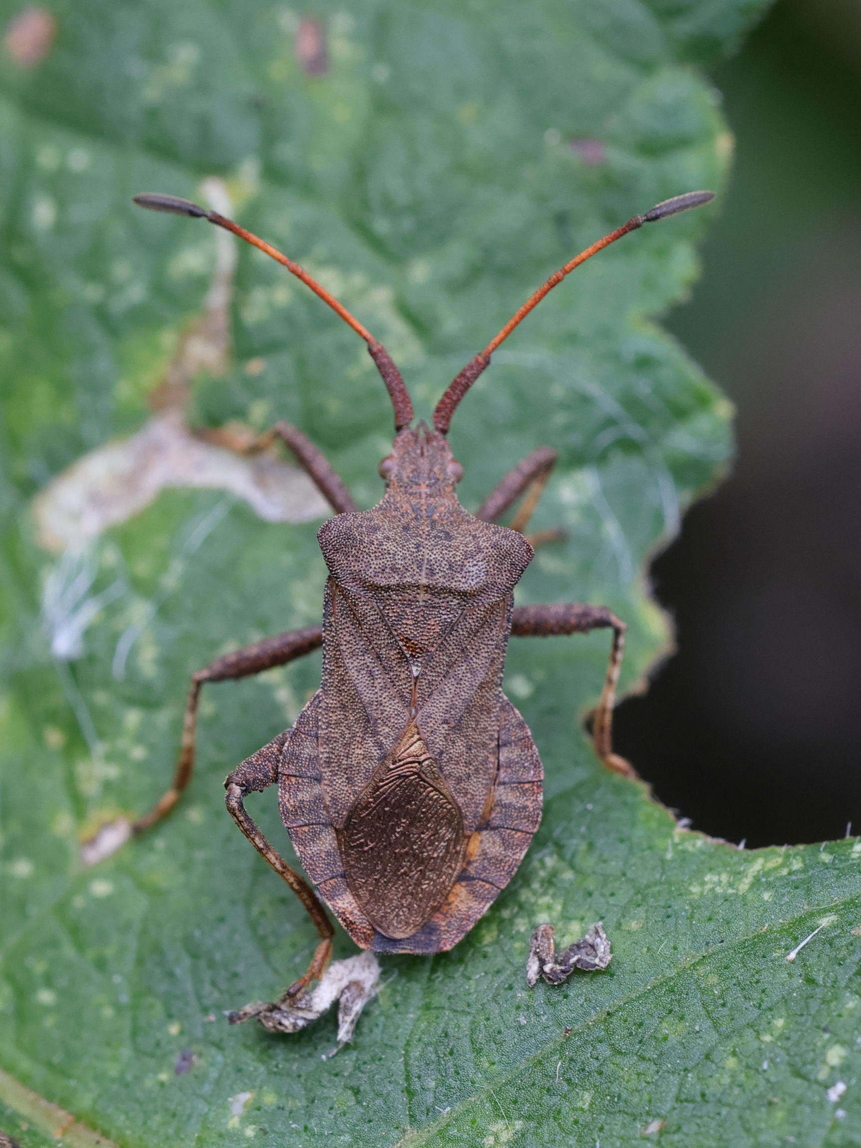 coreus_marginatus1md