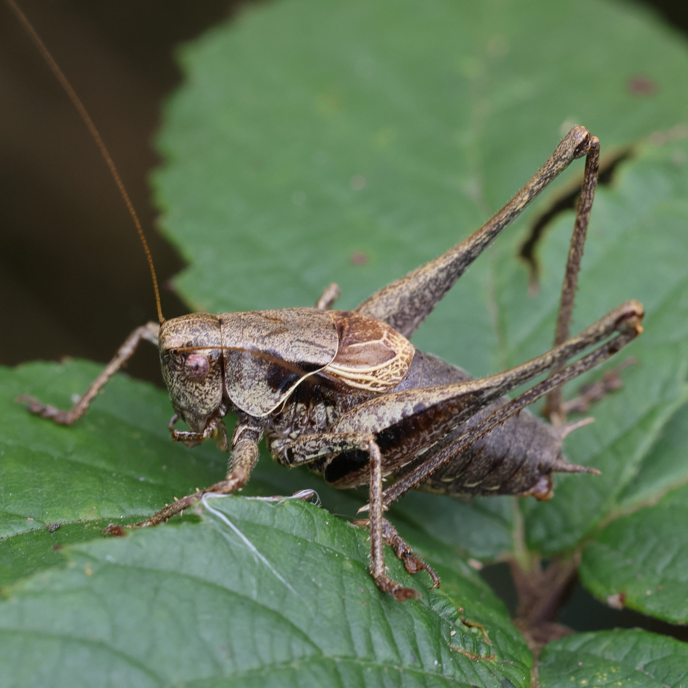 pholidoptera_griseoaptera4md