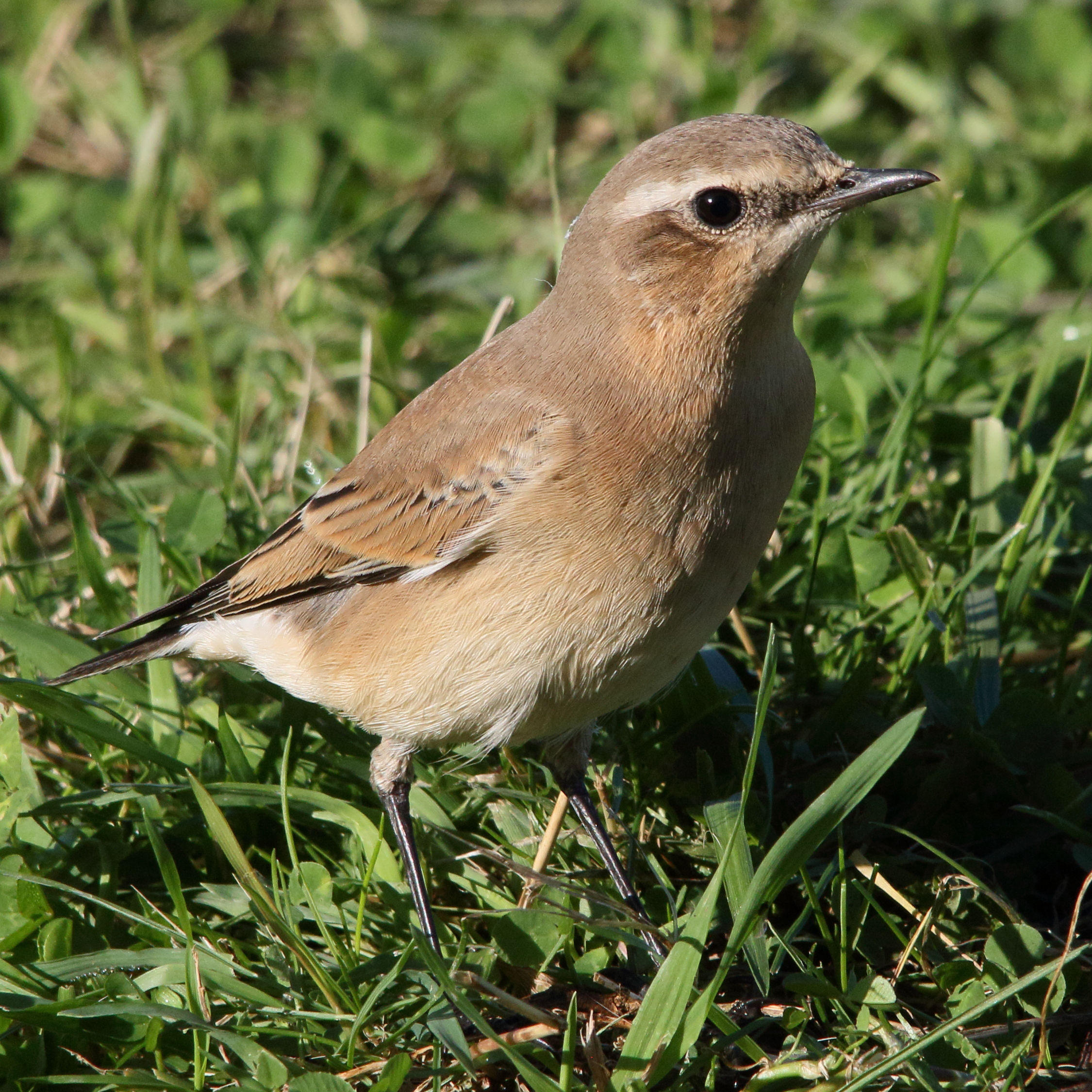 traquet_motteux_-_oenanthe_oenanthe6md