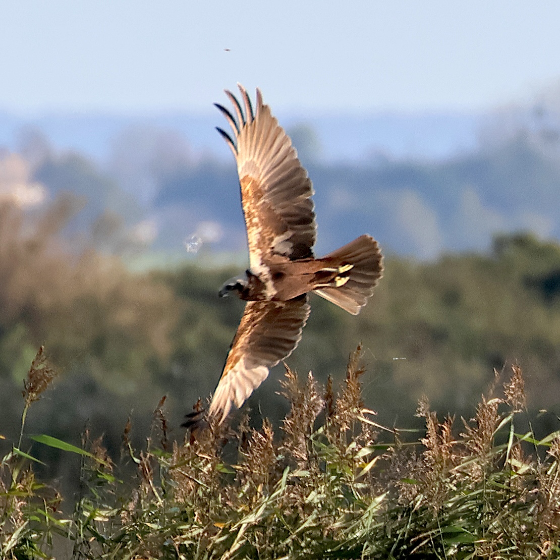 busard_des_roseaux_-_circus_aeruginosus13bd